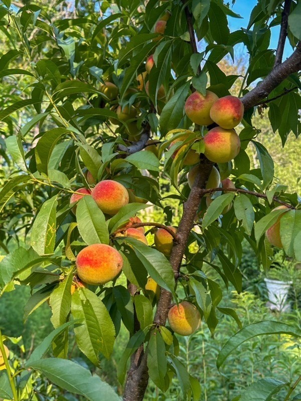 56 Frost Road, Tyngsborough, MA 01879 - Image 4