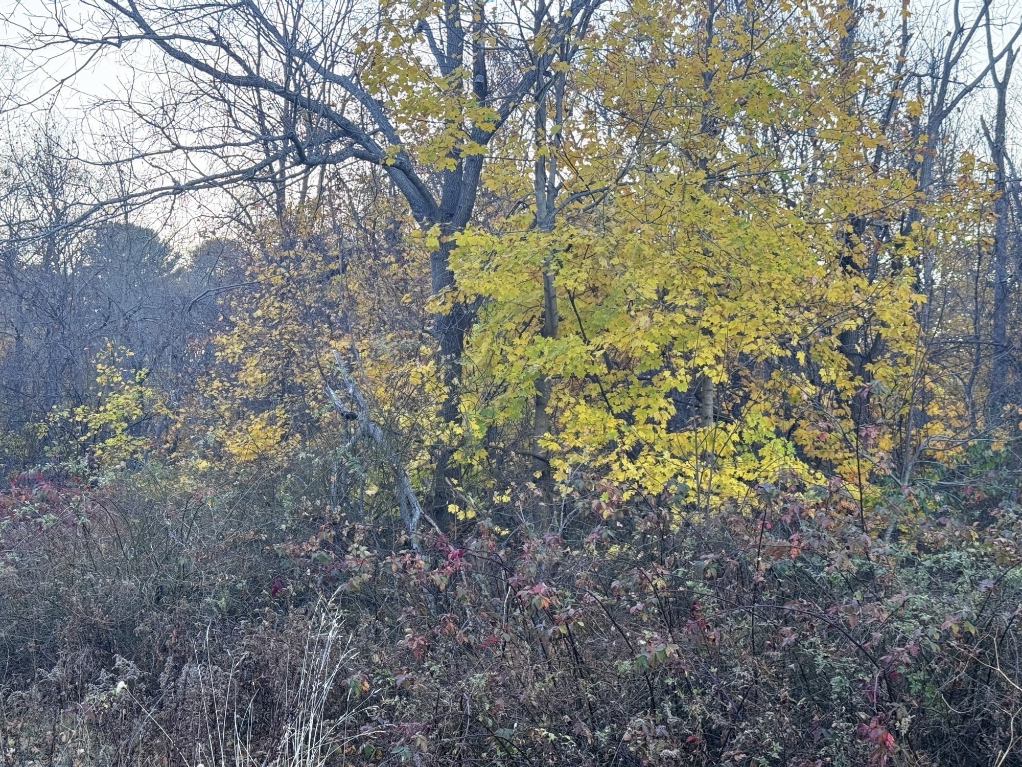 8 Lawler Ln, Stoughton, MA 02072 - Image 3