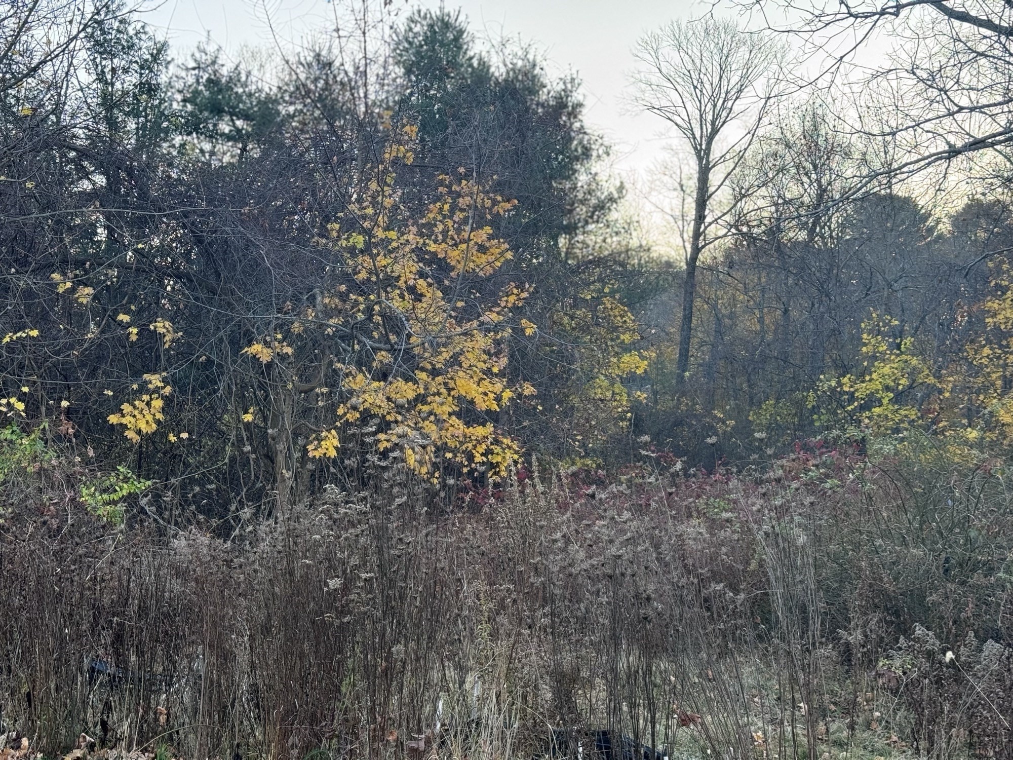 8 Lawler Ln, Stoughton, MA 02072 - Image 4