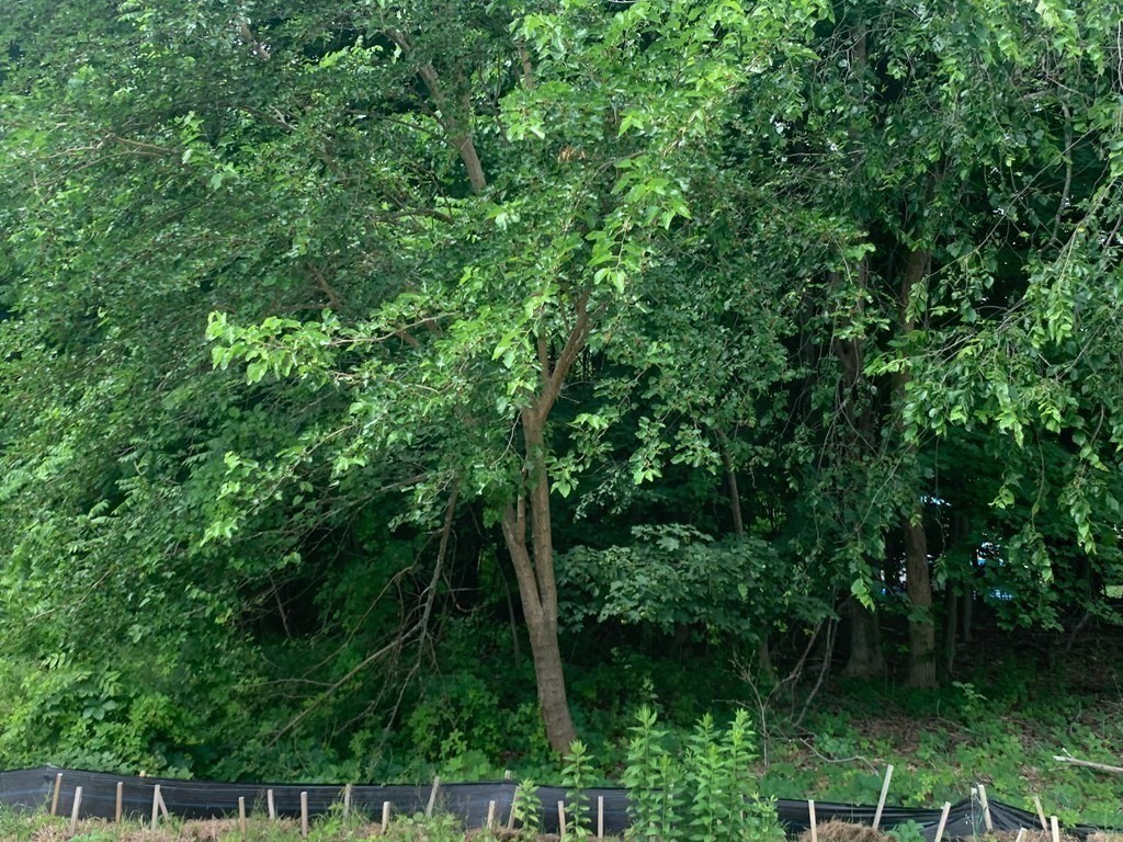 8 Lawler Ln, Stoughton, MA 02072 - Image 7