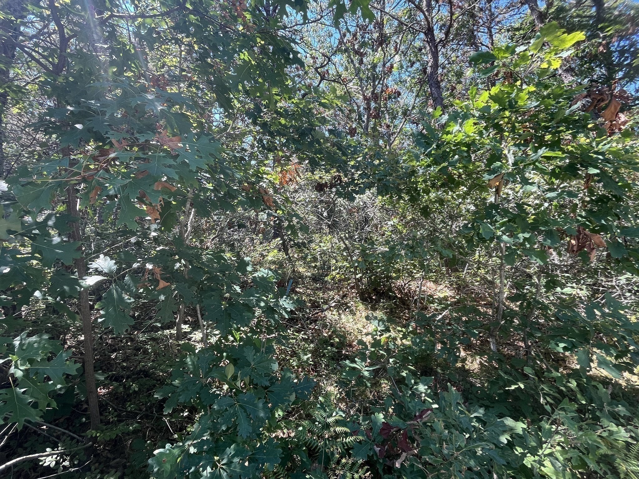 10 Shadbush, Mashpee, MA 02649 - Image 9