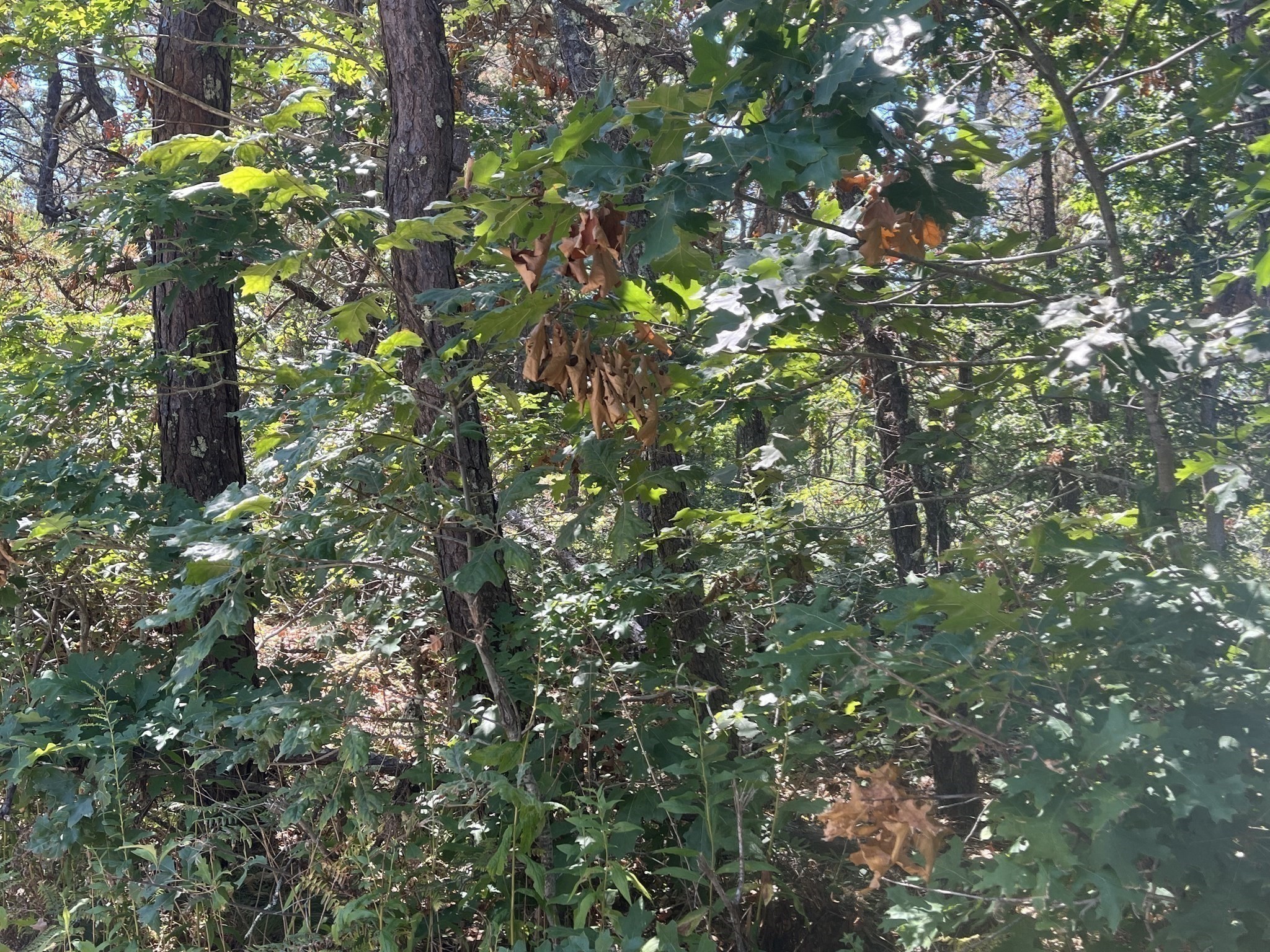 10 Shadbush, Mashpee, MA 02649 - Image 10