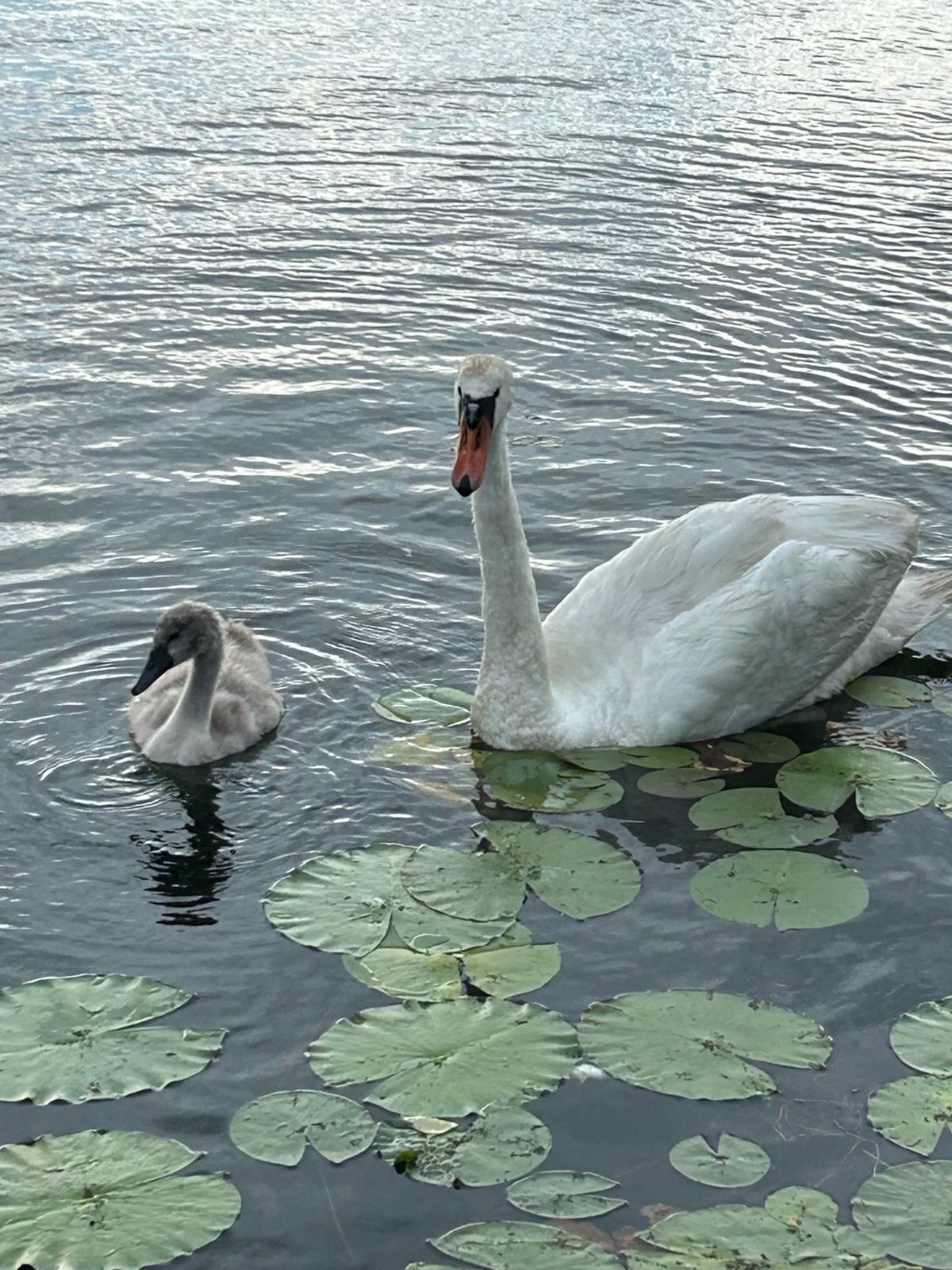 101 Maple St, Lynn, MA 01904 - Image 5