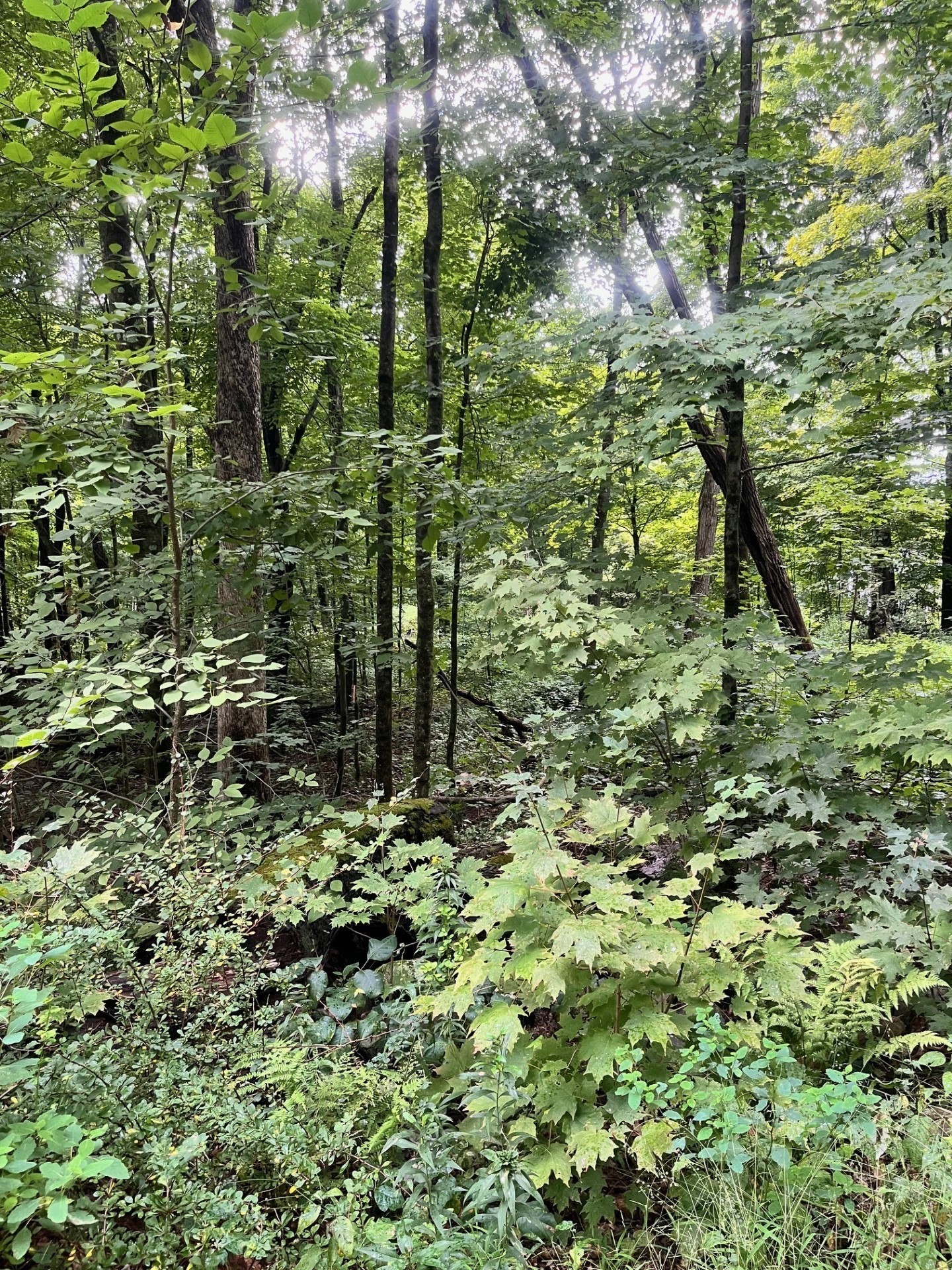  17.04 & 17.05 Sabin Street, Belchertown, MA 01007 - Image 2