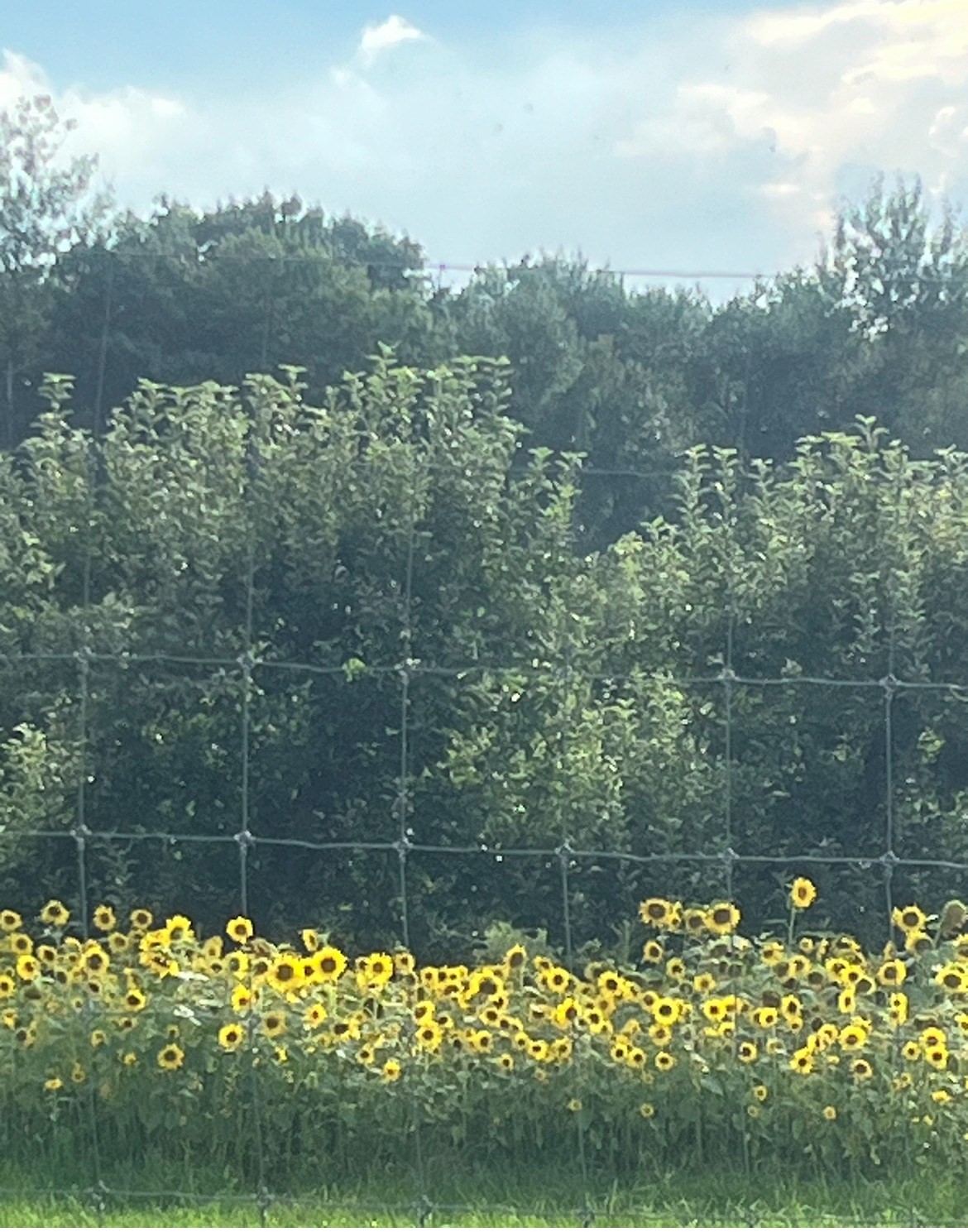  17.04 & 17.05 Sabin Street, Belchertown, MA 01007 - Image 10