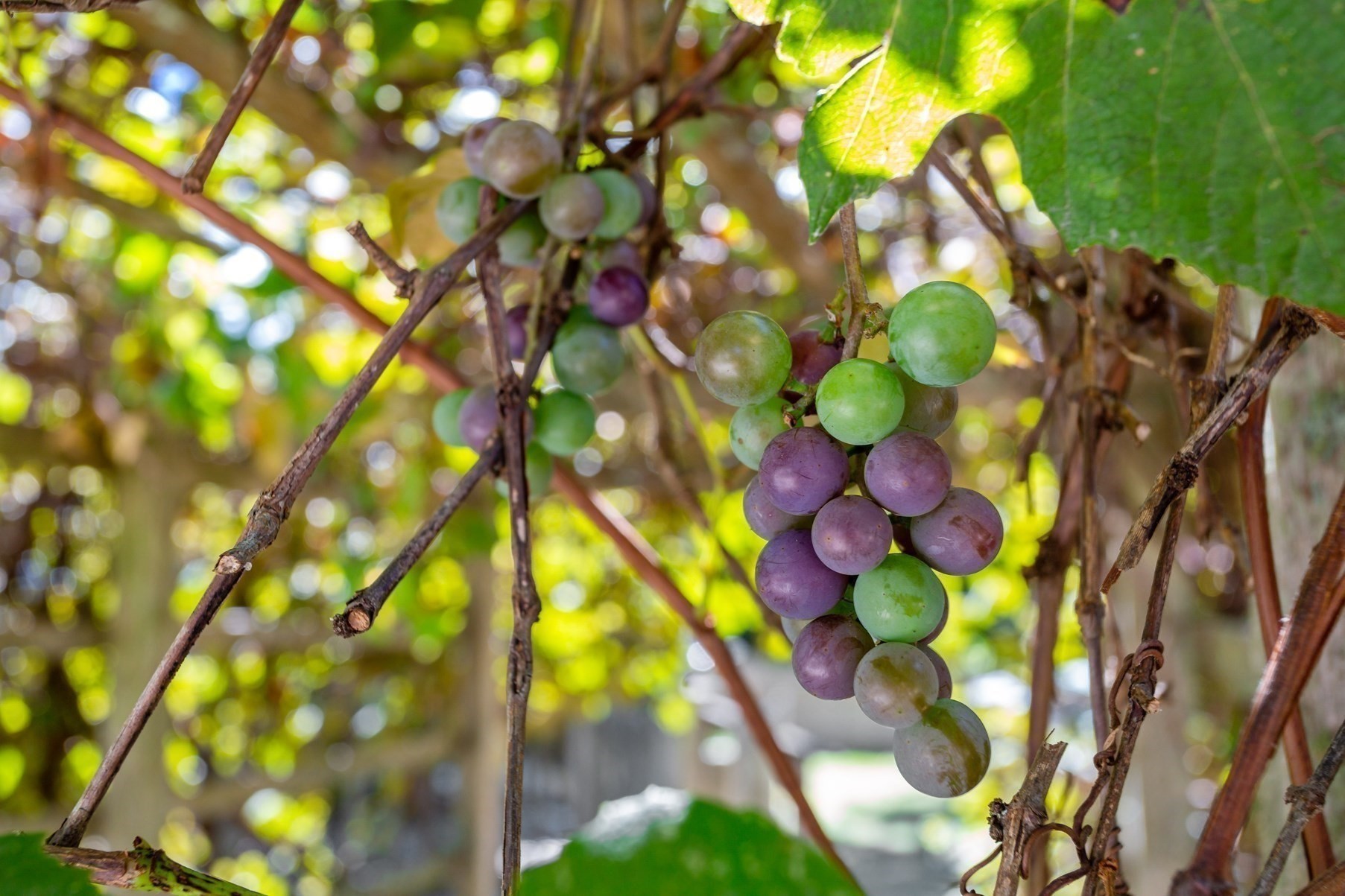 426 Old Post, Barnstable, MA 02635 - Image 25