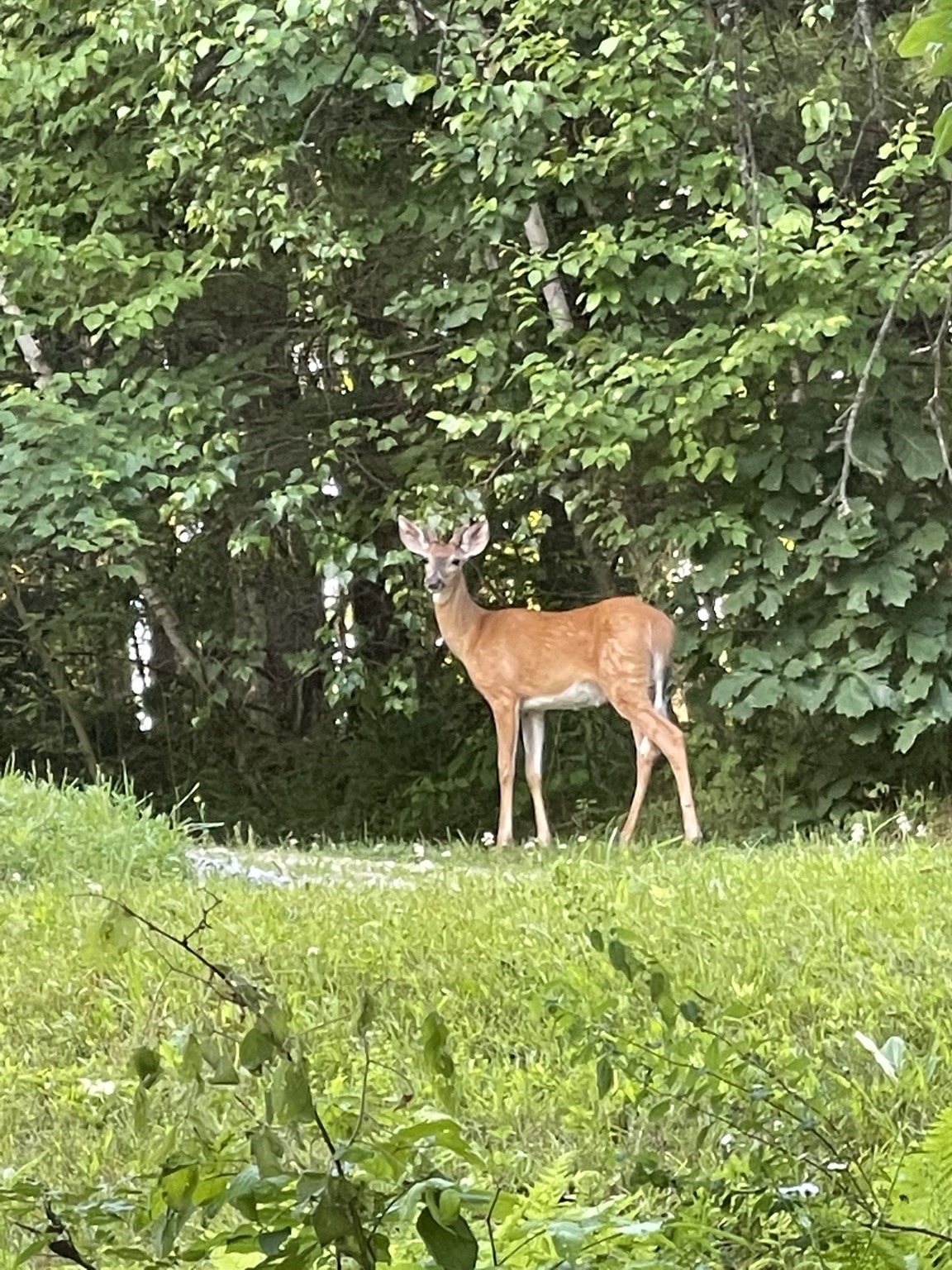 495 Winchendon Rd, Ashburnham, MA 01430 - Image 41