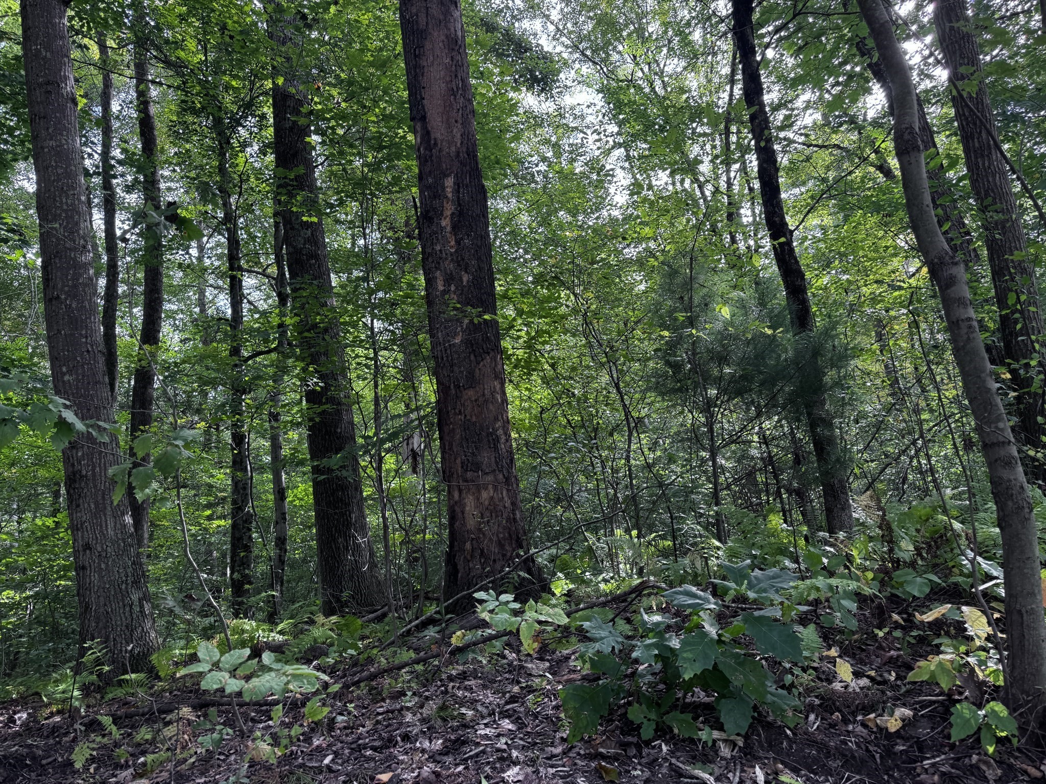 16 Rice Corner Rd., Brookfield, MA 01506 - Image 1