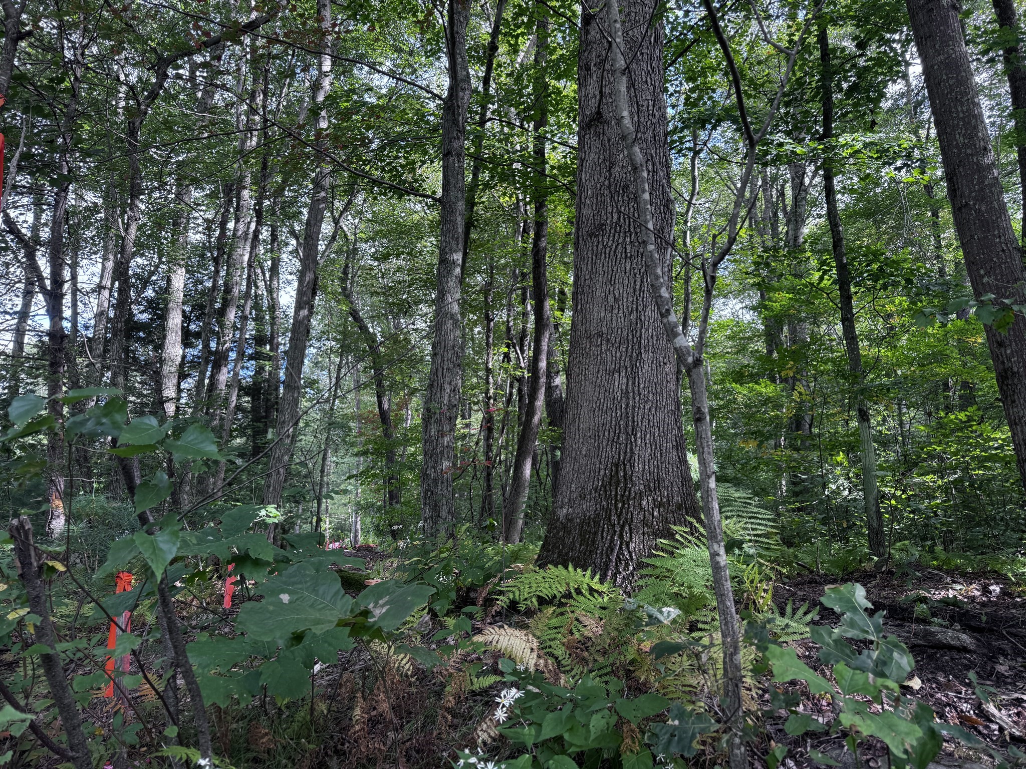 16 Rice Corner Rd., Brookfield, MA 01506 - Image 4