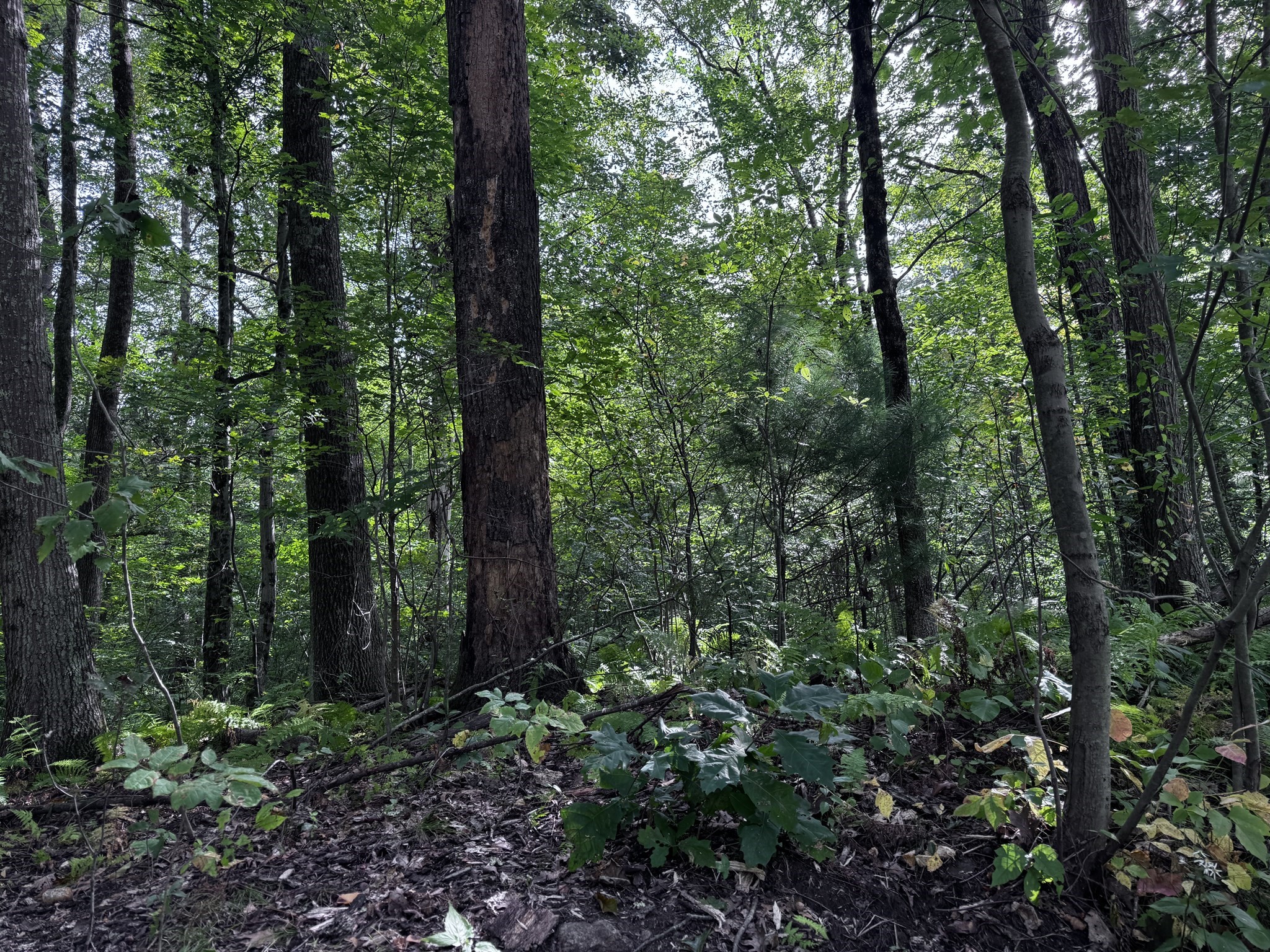 16 Rice Corner Rd., Brookfield, MA 01506 - Image 5