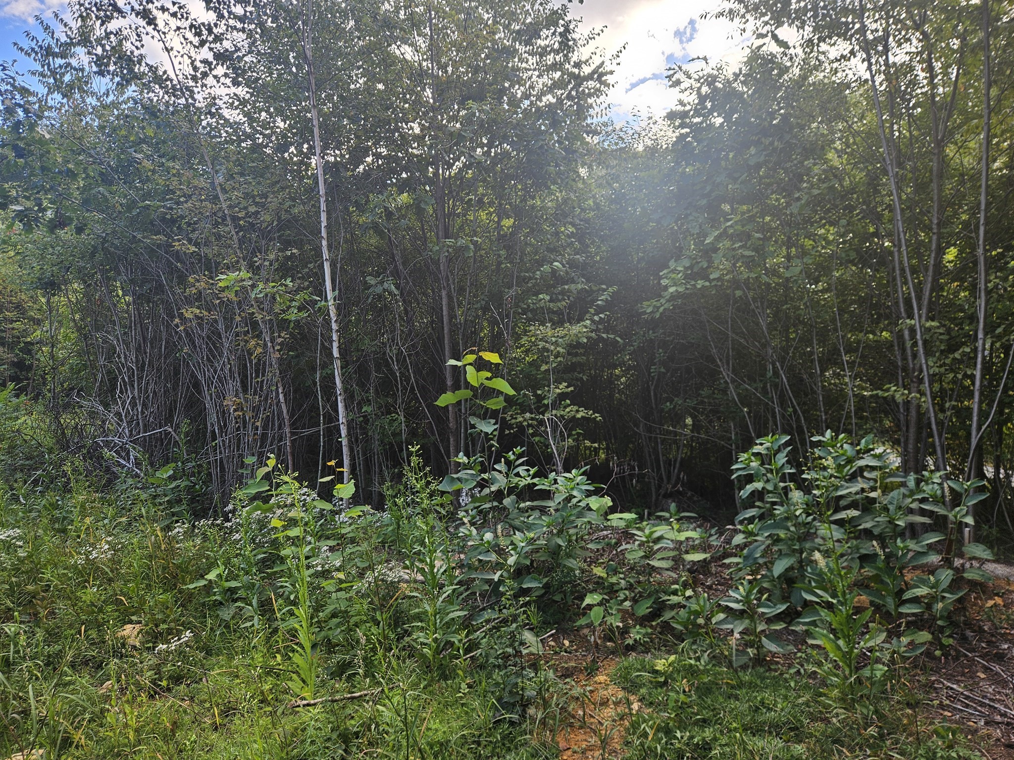 379 Adams, New Braintree, MA 01531 - Image 8