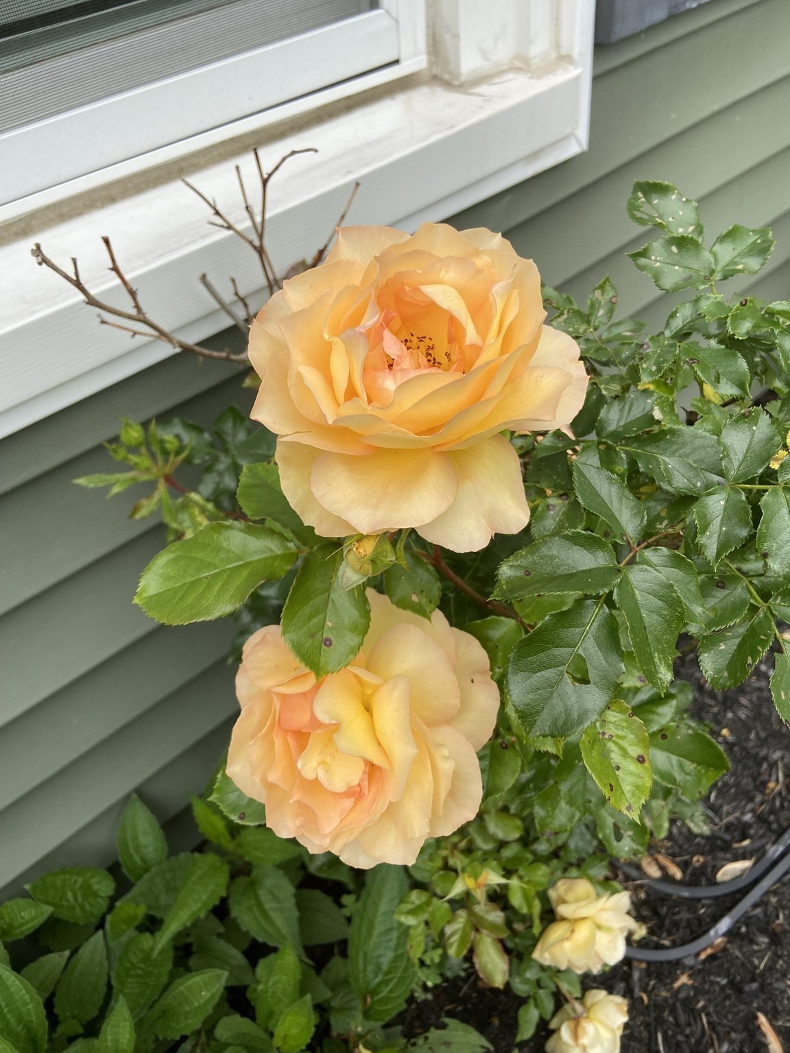 262 Homeland Drive, Whitman, MA 02382 - Image 4