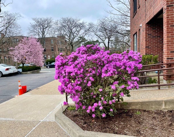 51 John St Unit 201, Brookline, MA 02446