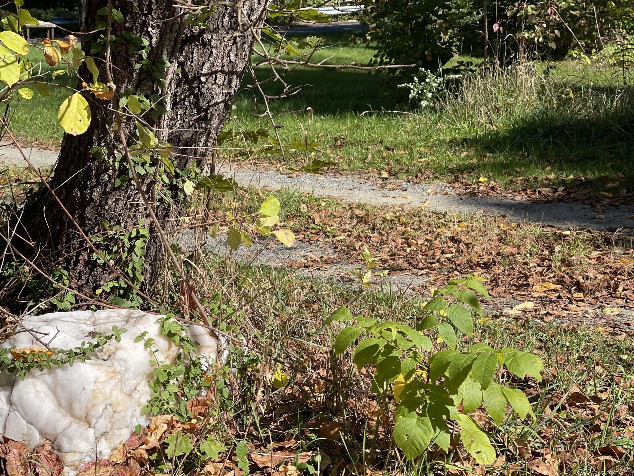 246 Everett Street, Middleboro, MA 02346 - Image 12