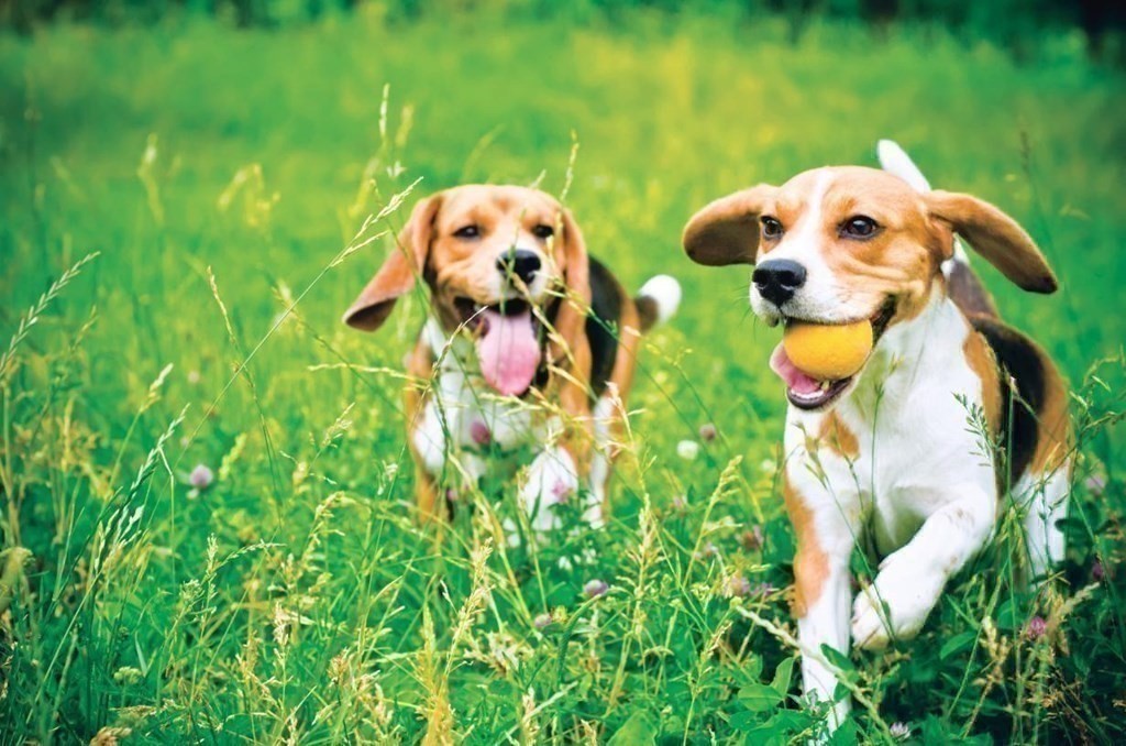 80 Kestrel Heights Unit 40, Plymouth, MA 02360 - Image 6