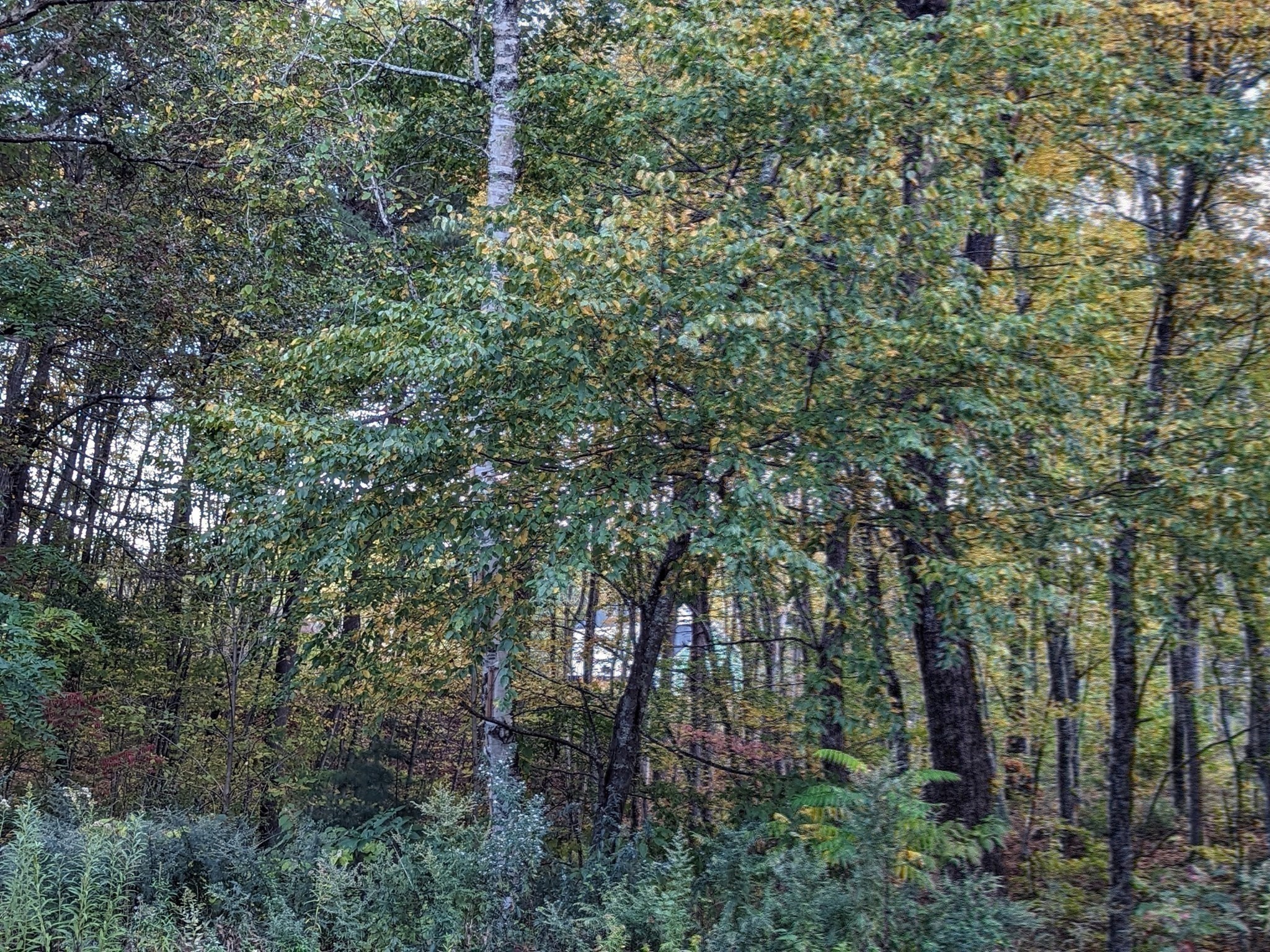 100 Rice Rd., East Brookfield, MA 01515 - Image 37