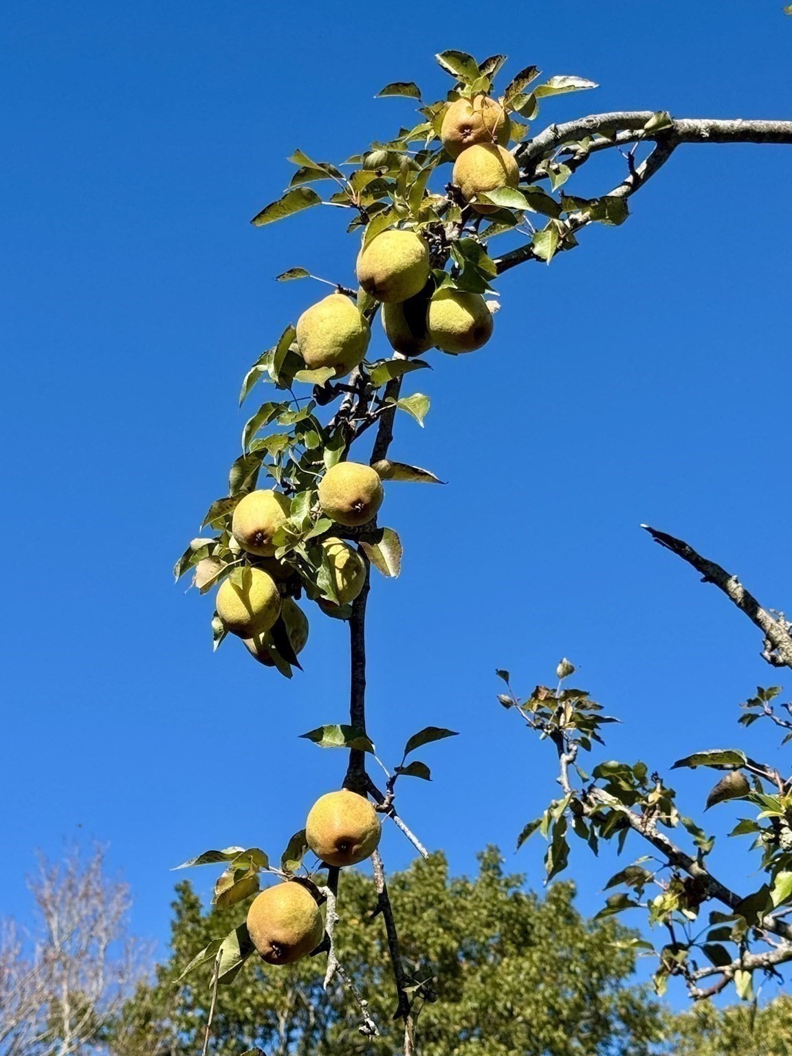 3327 Chestnut Hill Ave, Athol, MA 01331 - Image 39