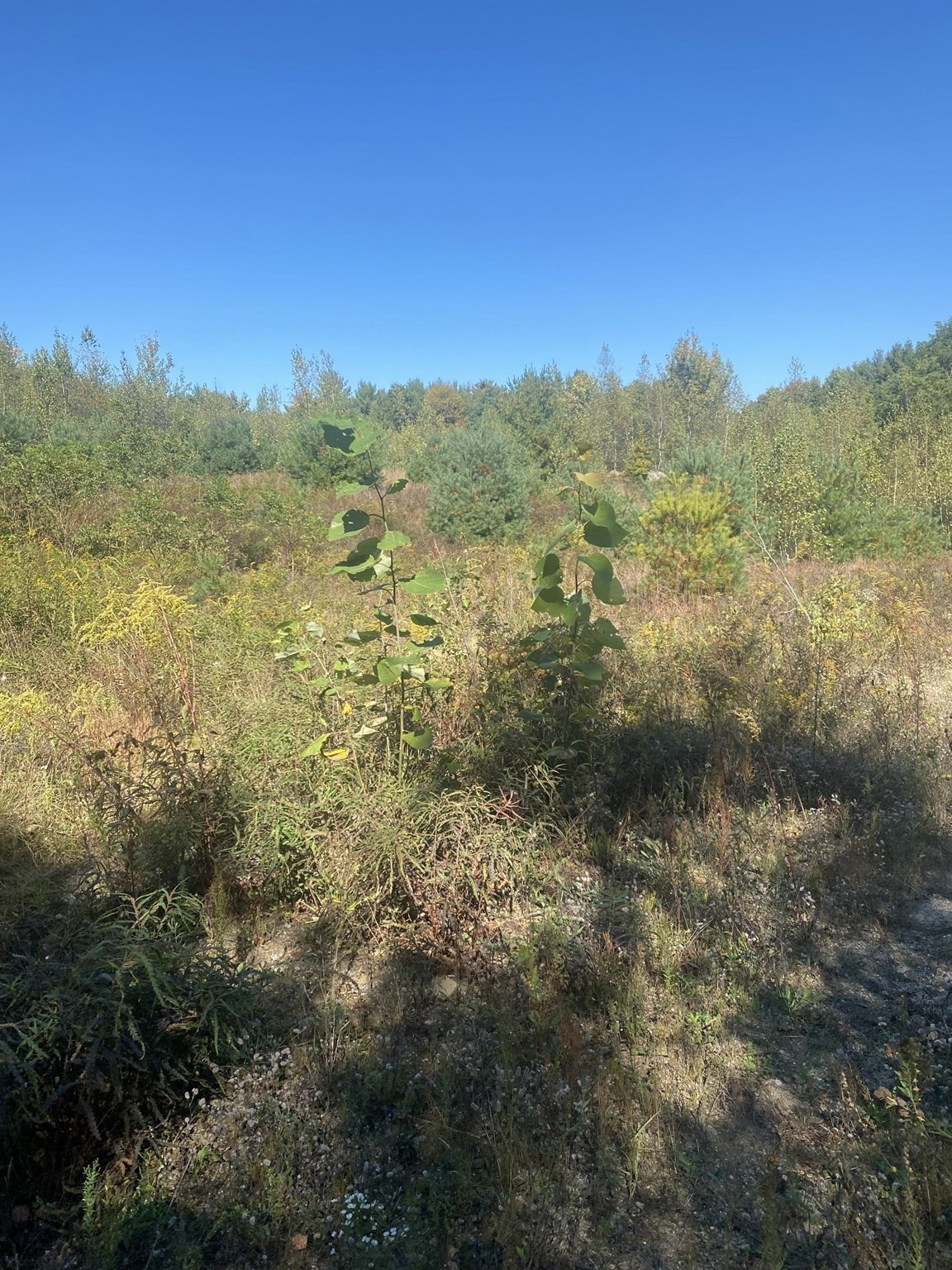 87 State St, Palmer, MA 01009 - Image 12