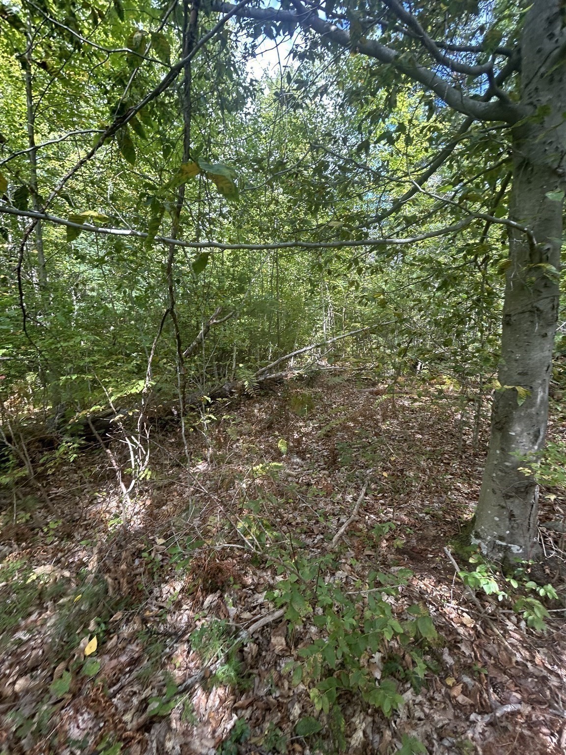 531 Mason Rd, Ashby, MA 01431 - Image 5