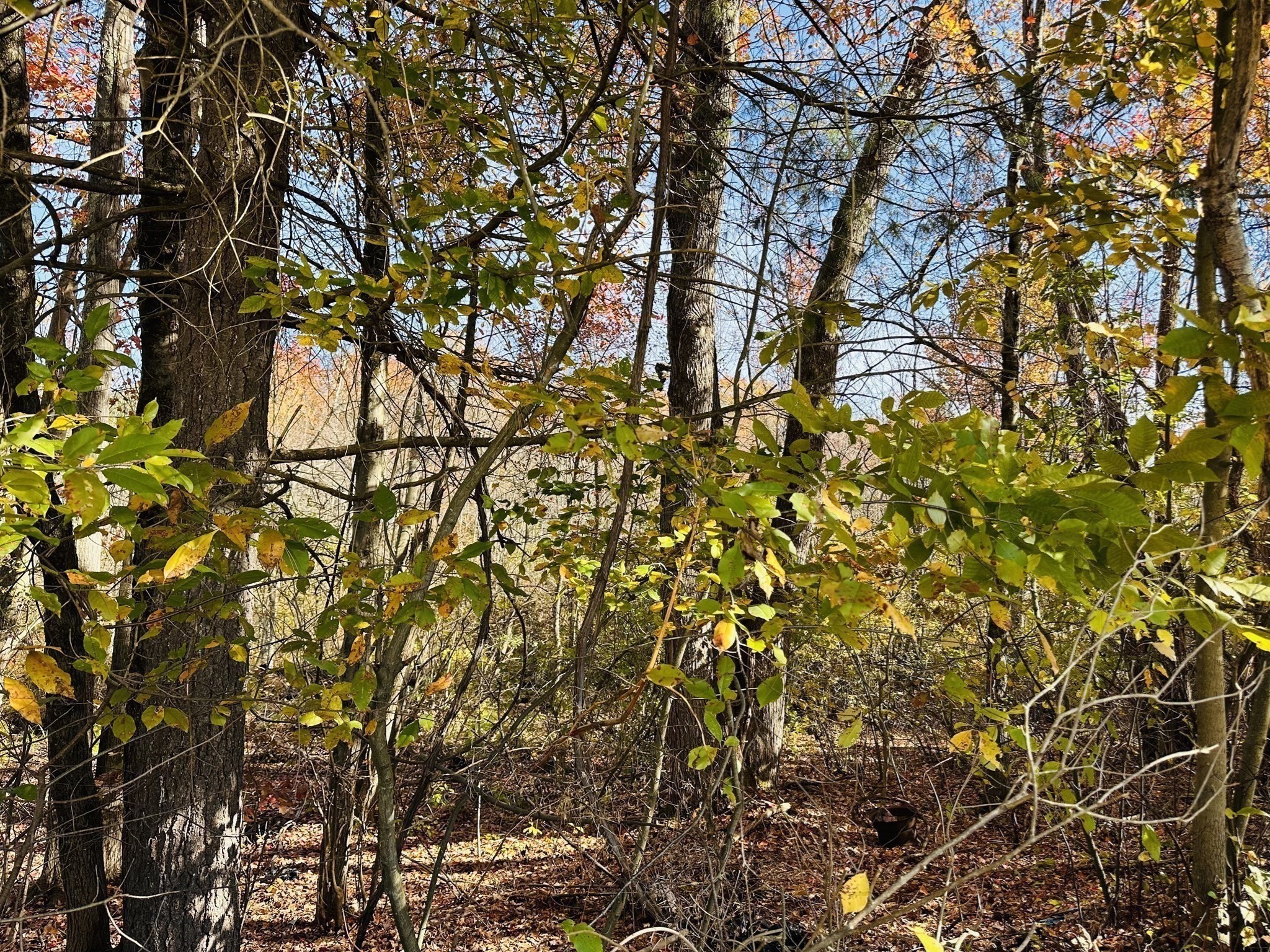 16 Rita Ln, Belchertown, MA 01007 - Image 37