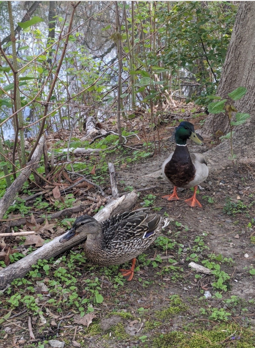 66 Canal Unit C, Medford, MA 02155 - Image 17