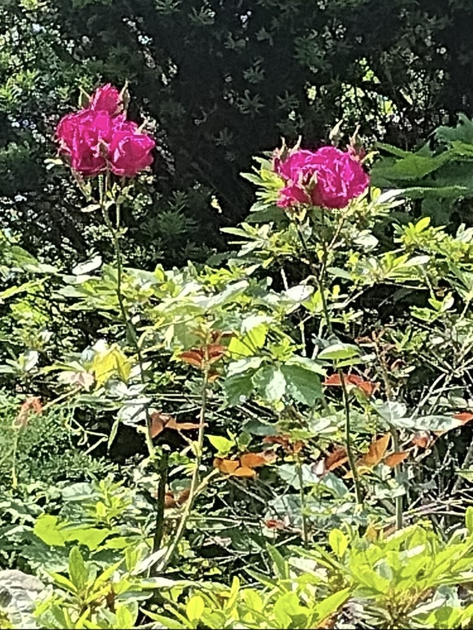 150 Webster Ave Unit 3, Chelsea, MA 02150 - Image 36