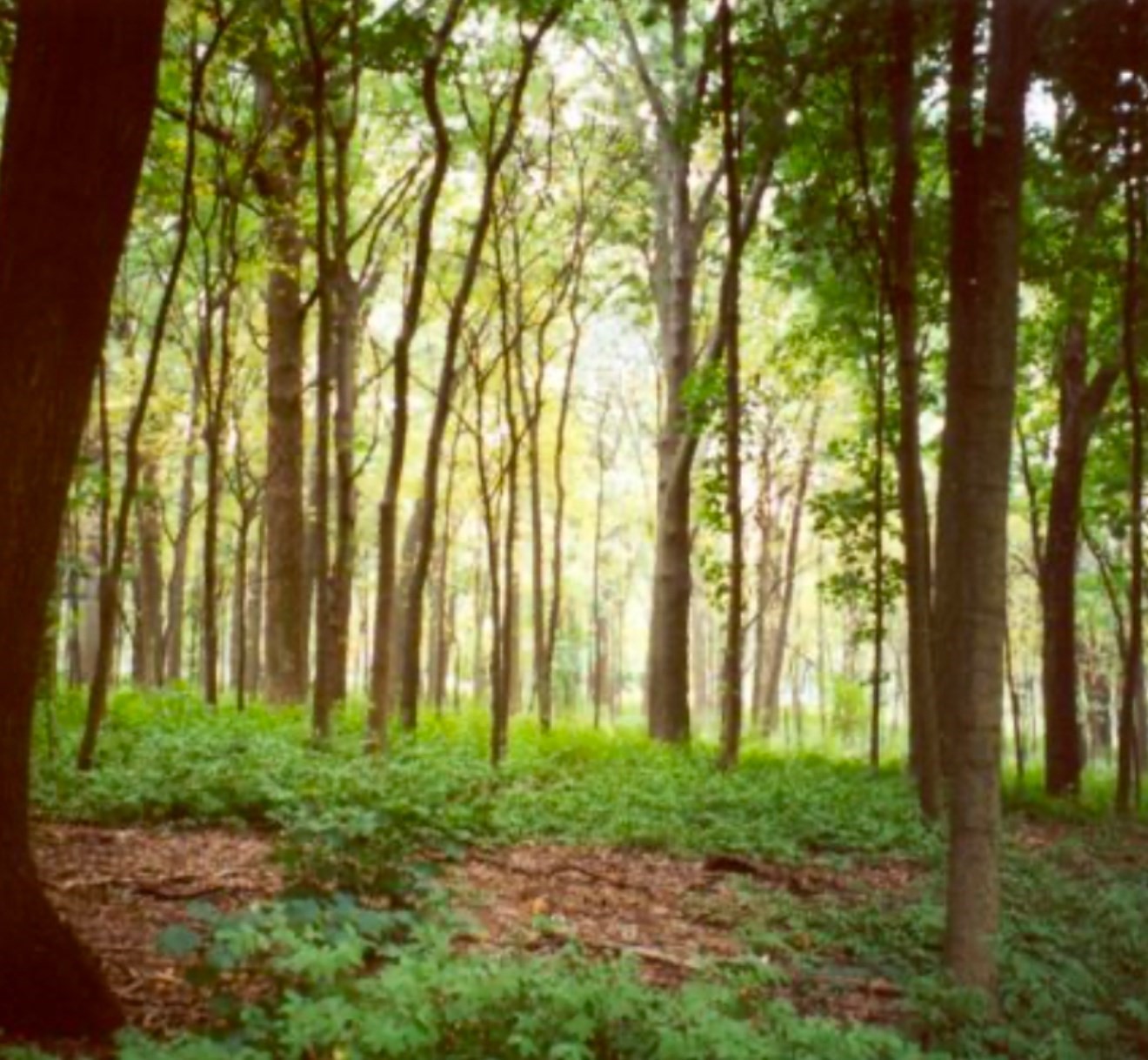 4 Winterberry Ln, Easton, MA 02356 - Image 1