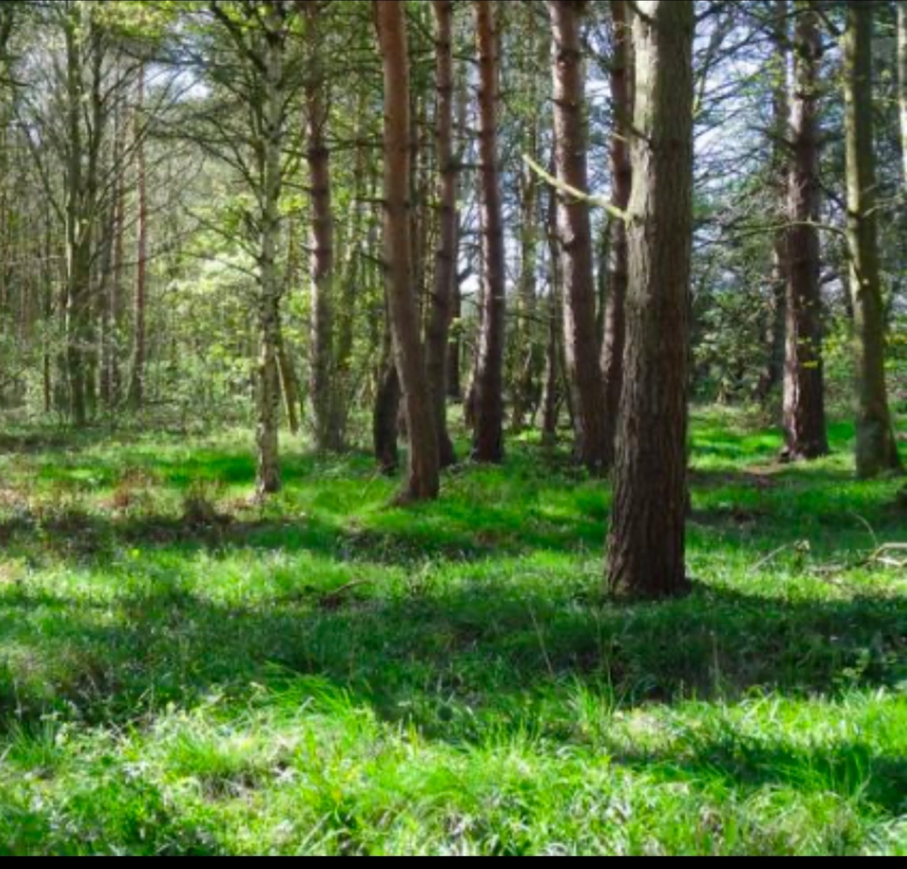 4 Winterberry Ln, Easton, MA 02356 - Image 3