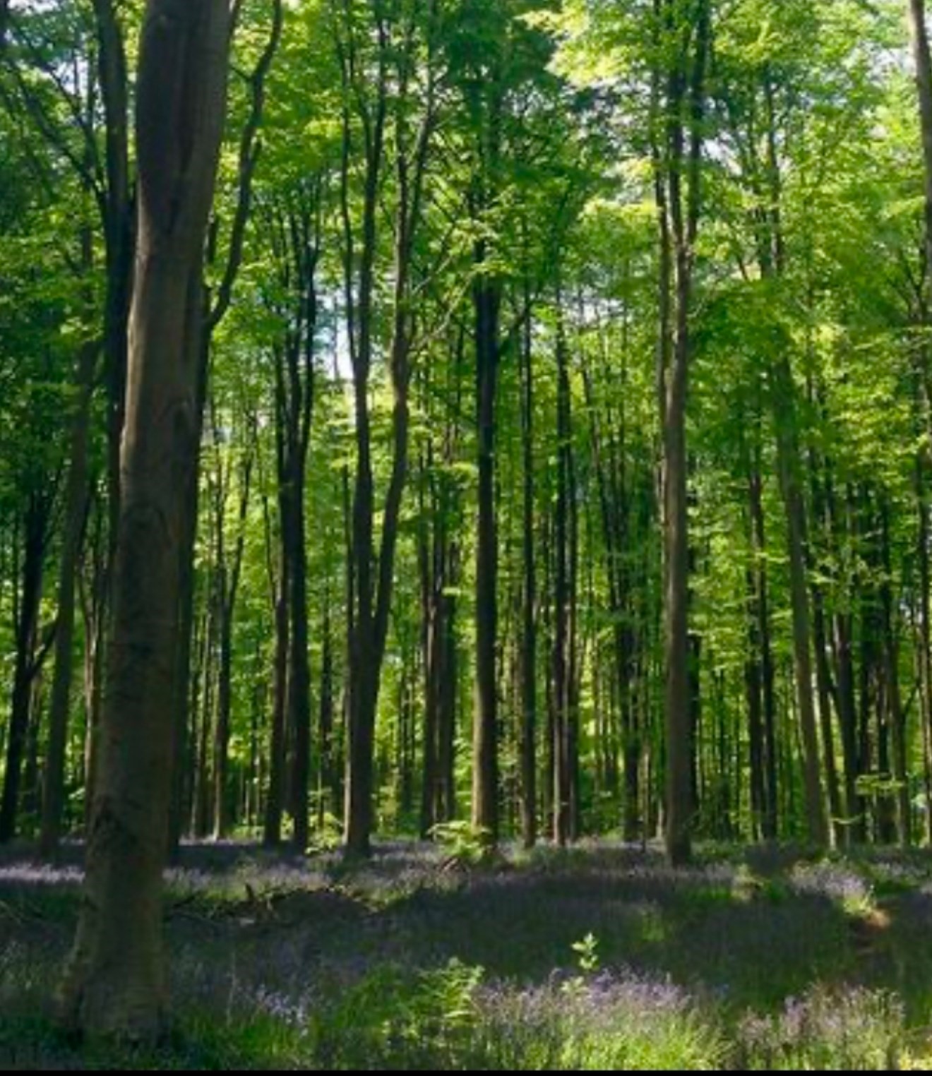 2 Winterberry Ln, Easton, MA 02256 - Image 2