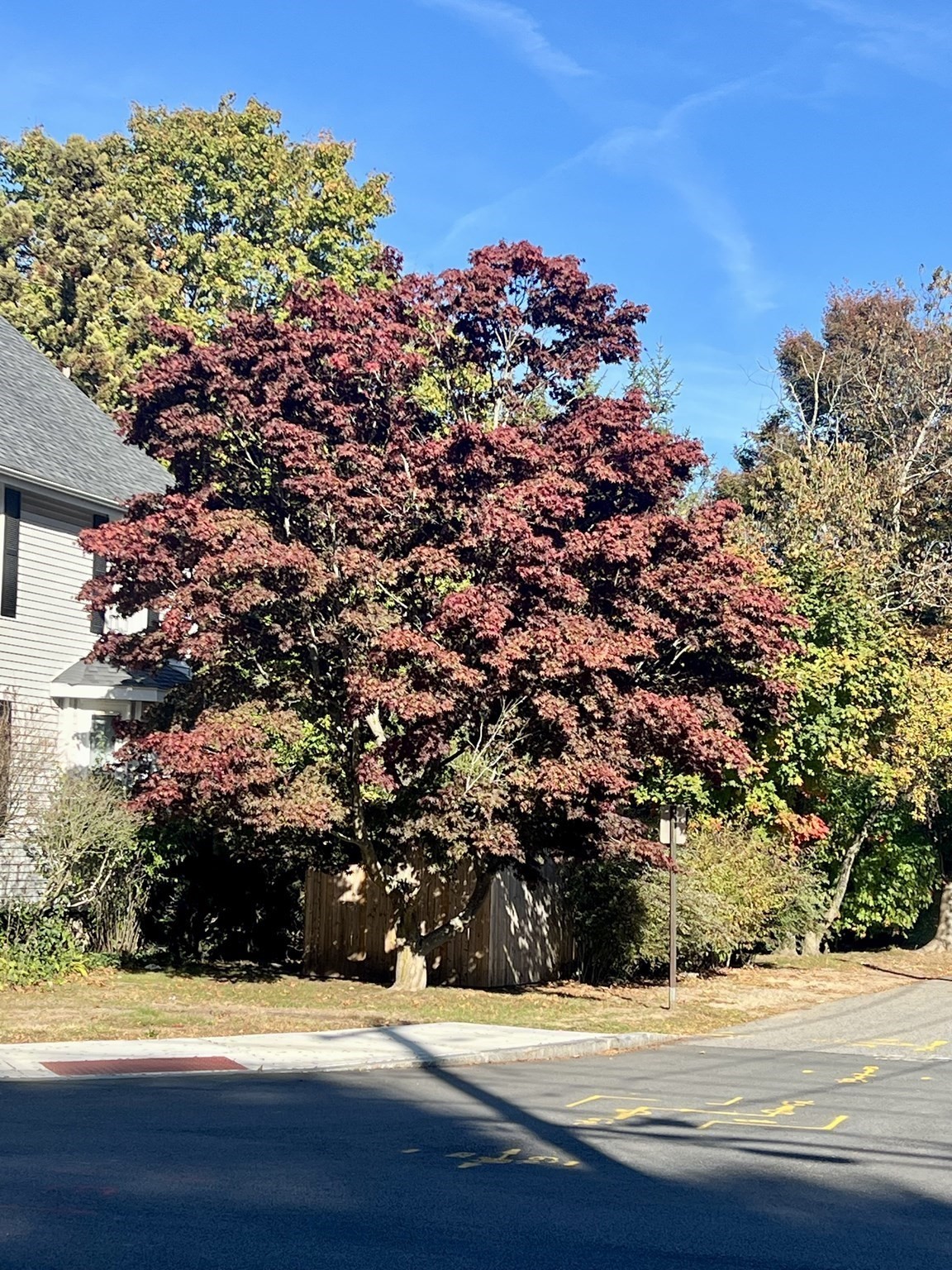 556 Webster Street, Needham, MA 02494 - Image 4