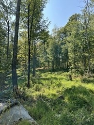 183 Se Main Street, Douglas, MA 01516 - Image 2