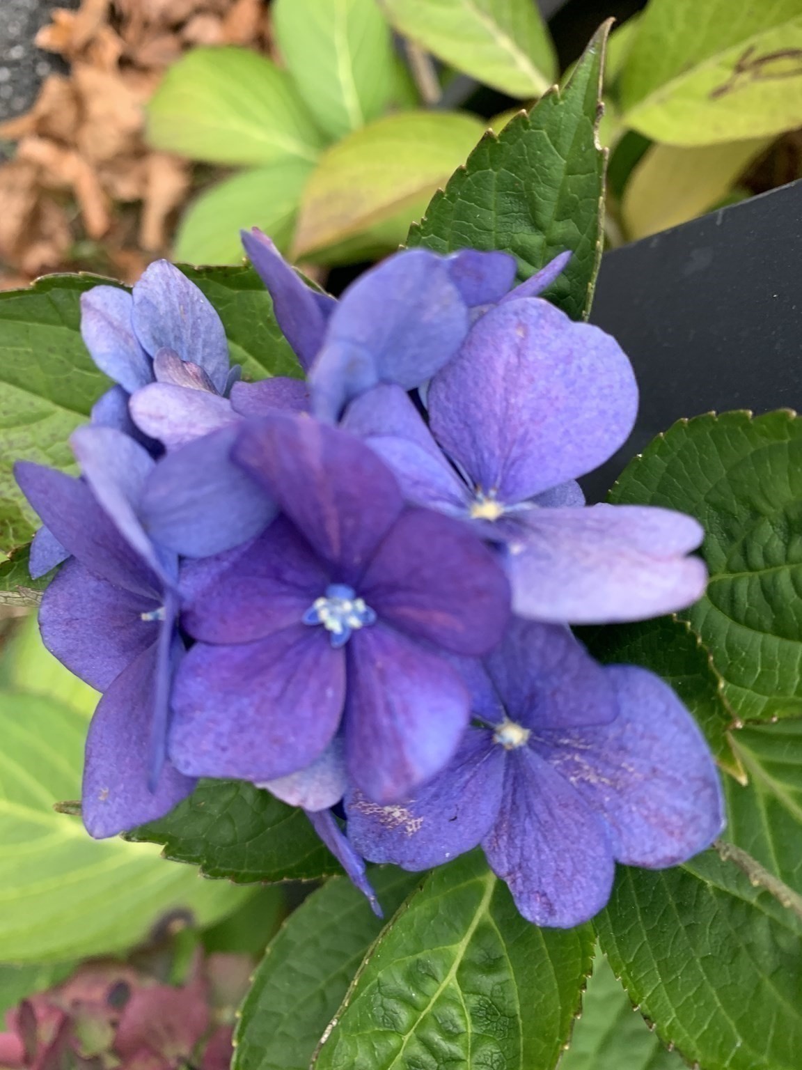 97 Hoyt Avenue, Lowell, MA 01852 - Image 38