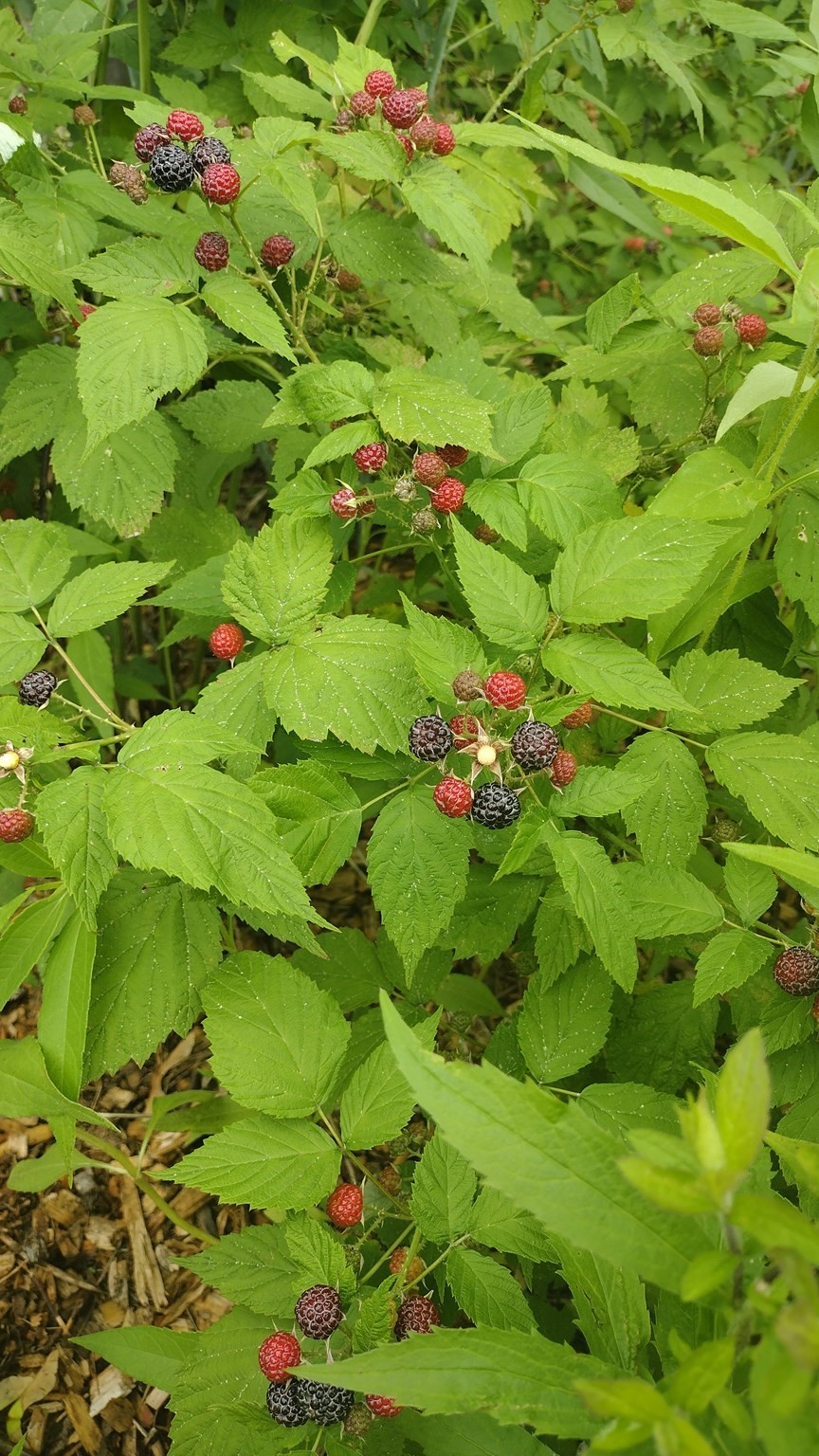 169 Main Street, Acton, MA 01720 - Image 35