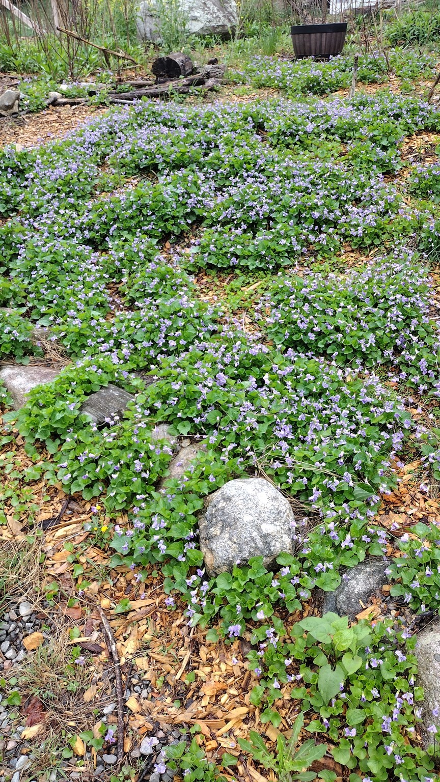 169 Main Street, Acton, MA 01720 - Image 36