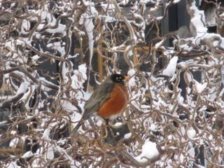 66 Centerville Way, Plymouth, MA 02360 - Image 39