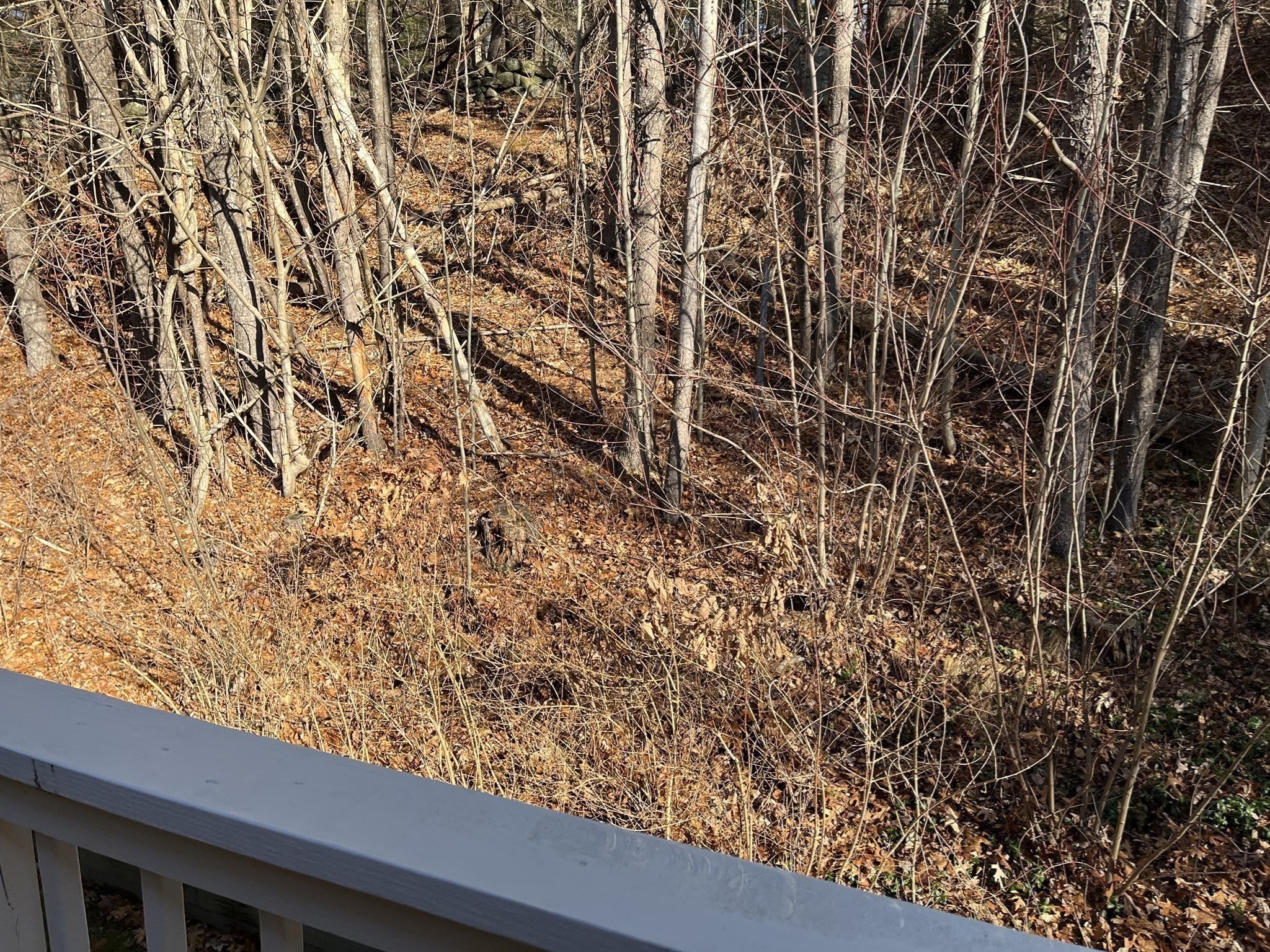 51 Londonderry Rd Unit 51, Grafton, MA 01519 - Image 19