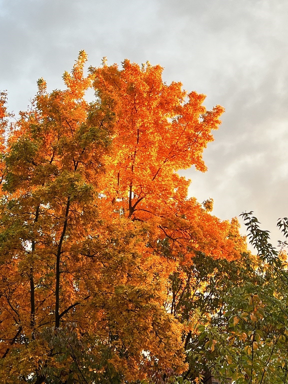 20 Herrick Dr, Milton, MA 02186 - Image 40