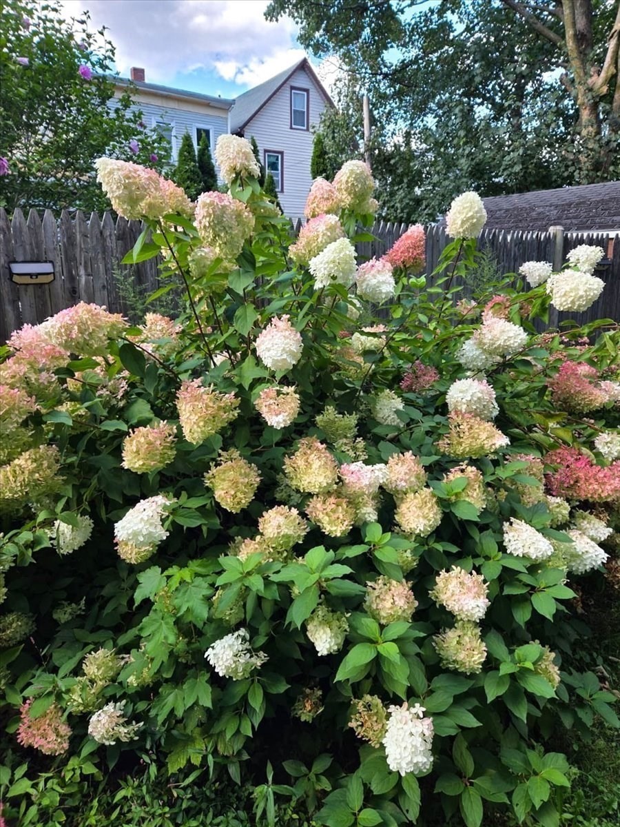 2 Leonard Ct Unit 1, Dorchester, Boston, MA 02122 - Image 27