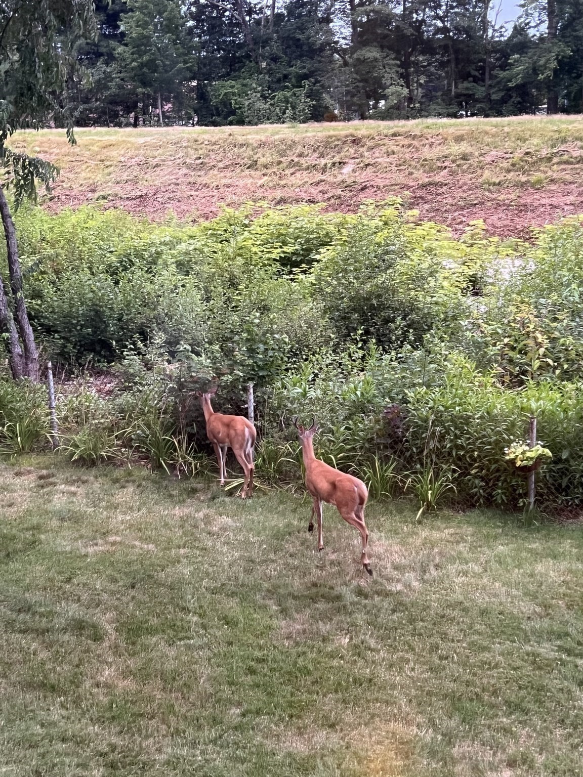 36 Cider Mill Road, Framingham, MA 01701 - Image 35