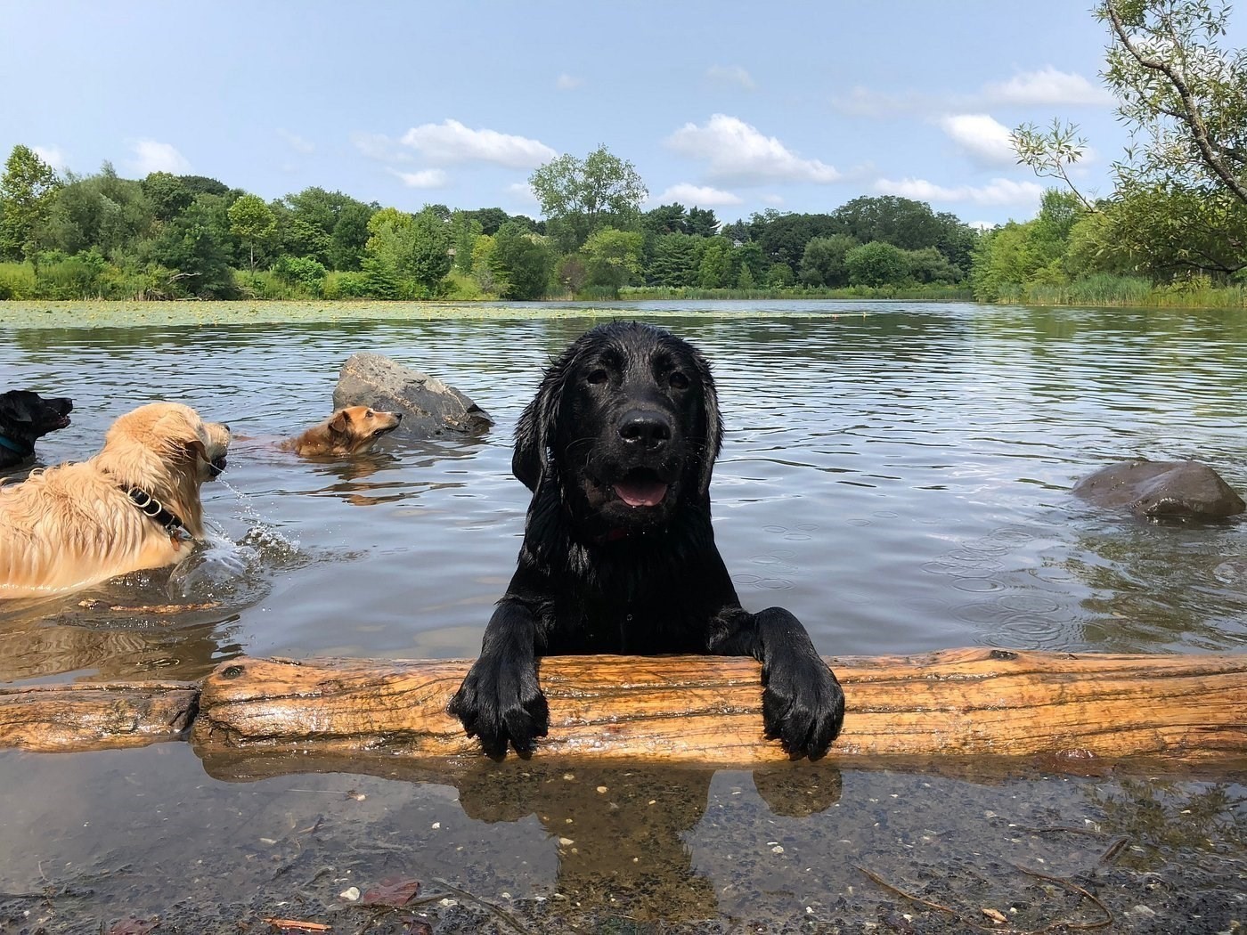 483 Concord Ave., Cambridge, MA 02138 - Image 13