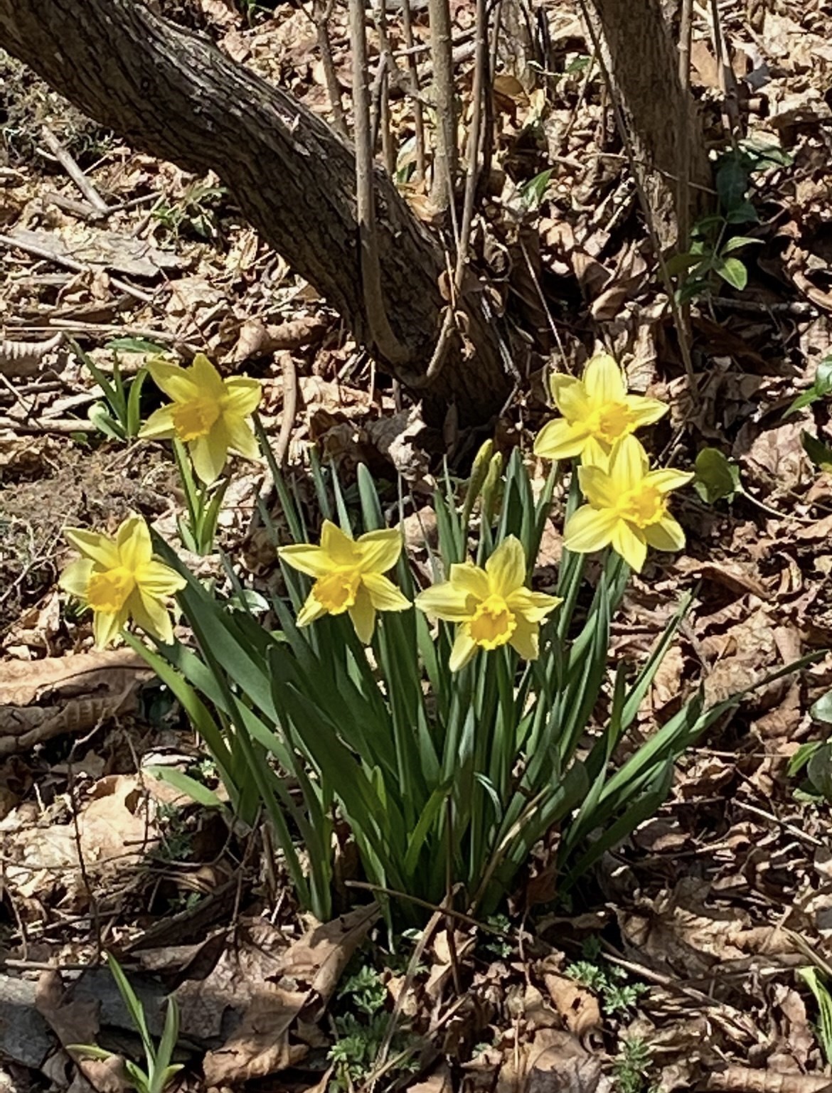 18 Windemere Road, Worcester, MA 01602 - Image 35