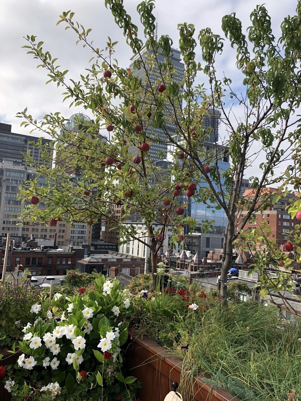 230 Commonwealth Ave, Back Bay, Boston, MA 02116 - Image 19