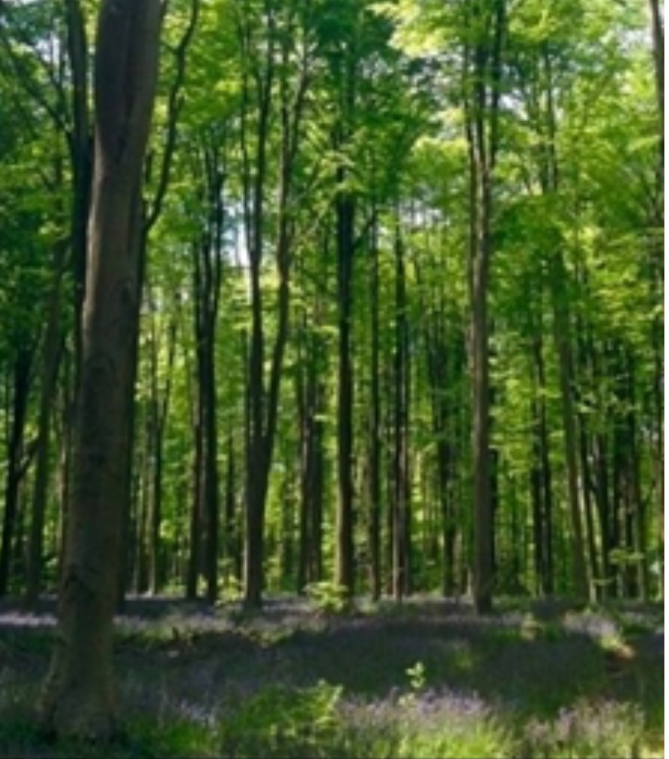 4 Winterberry Lane, Easton, MA 02356