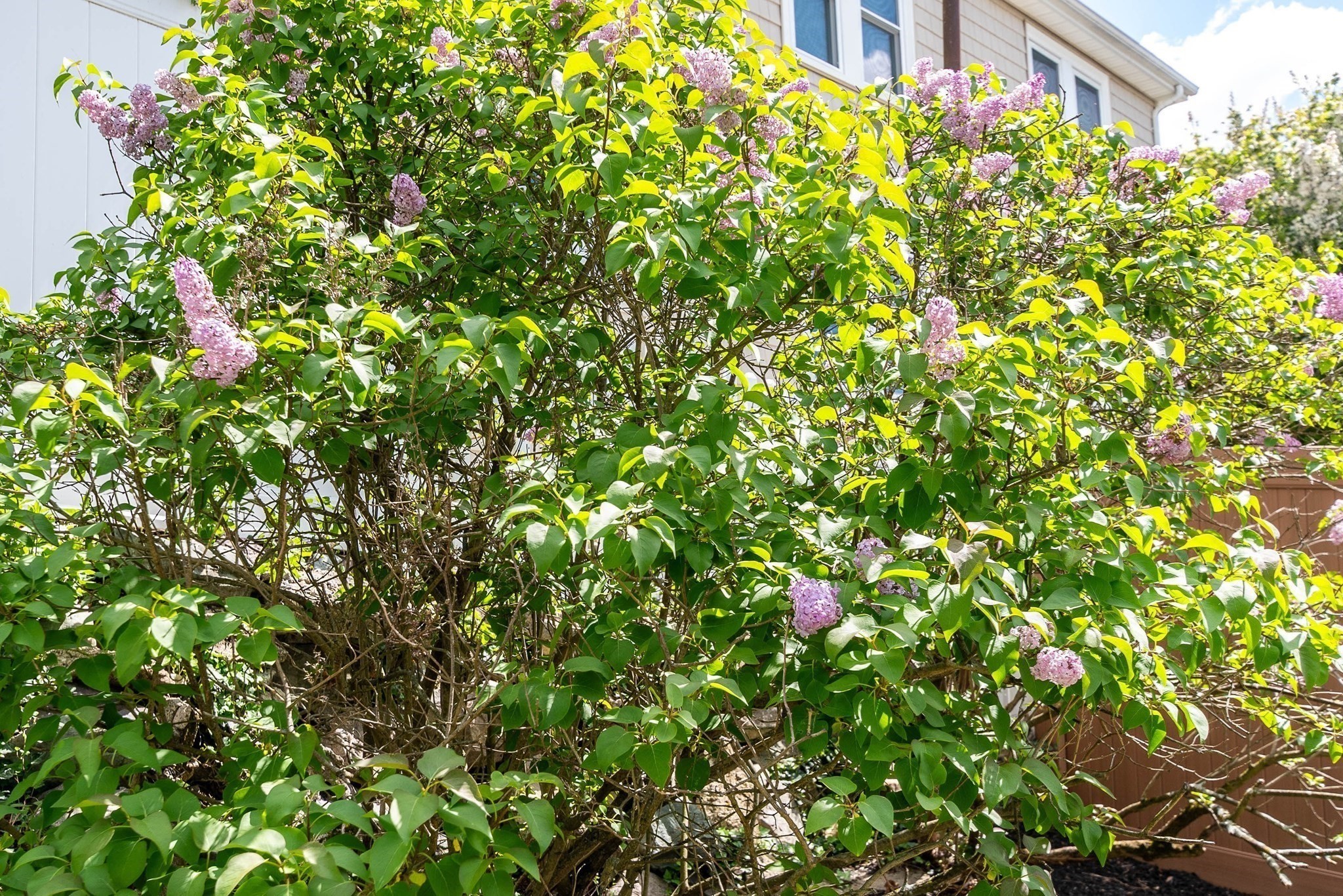 31 Cleveland Street, Hyde Park, Boston, MA 02136 - Image 39