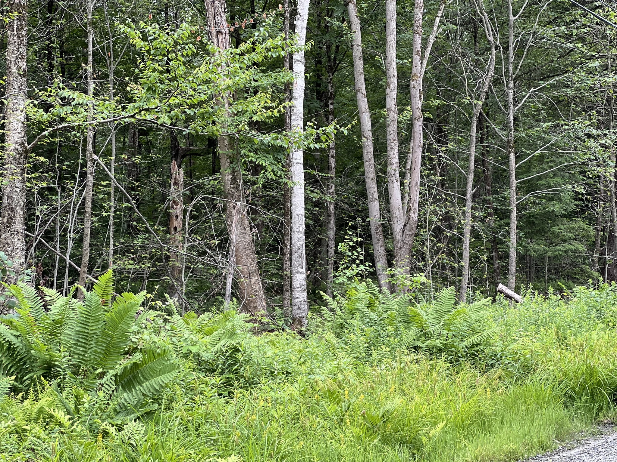 19 Becket Rd, Middlefield, MA 01243 - Image 3
