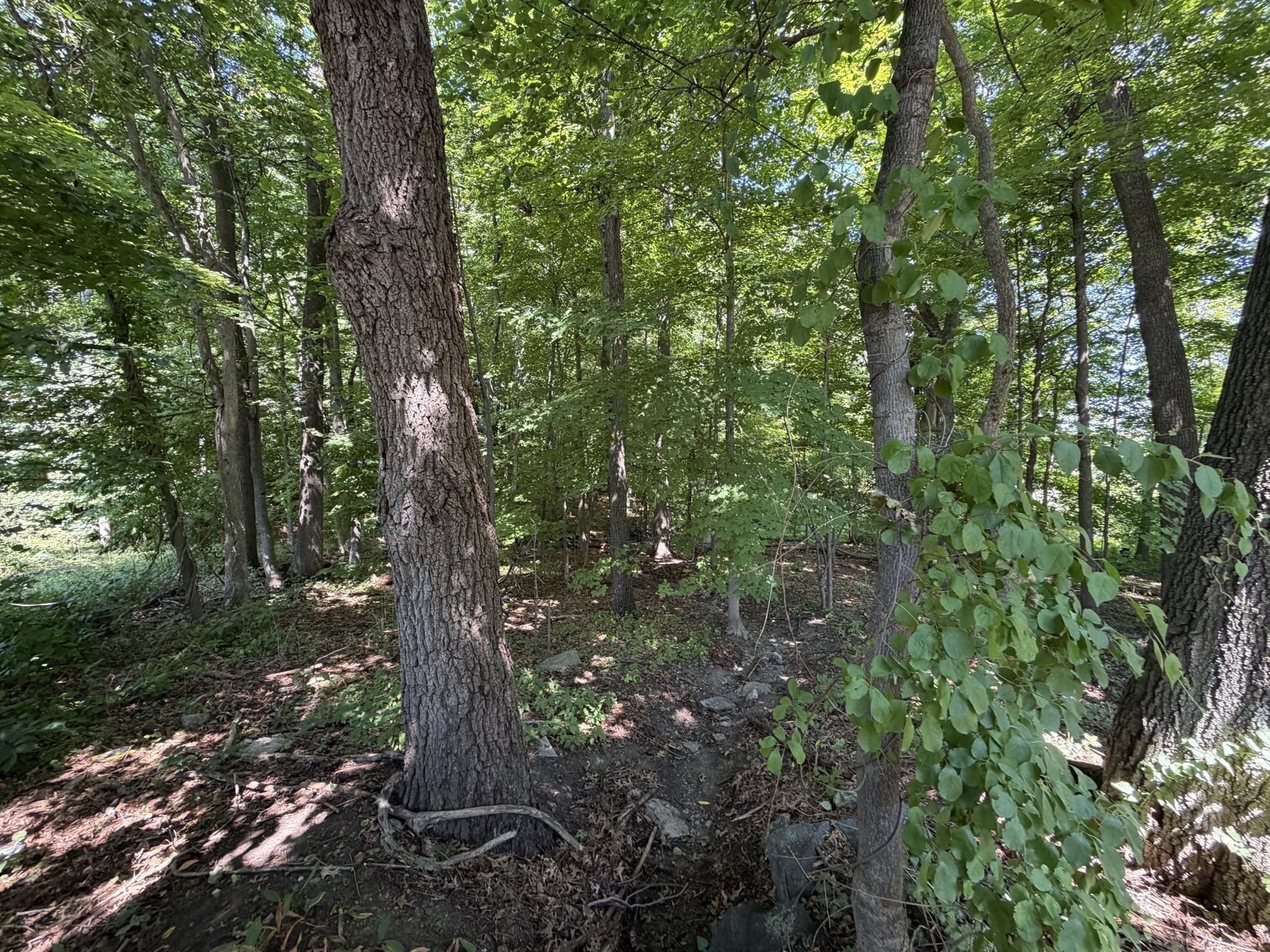 15 Myrna Rd, Lexington, MA 02420 - Image 5